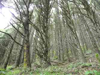 Oregon Forests gallery