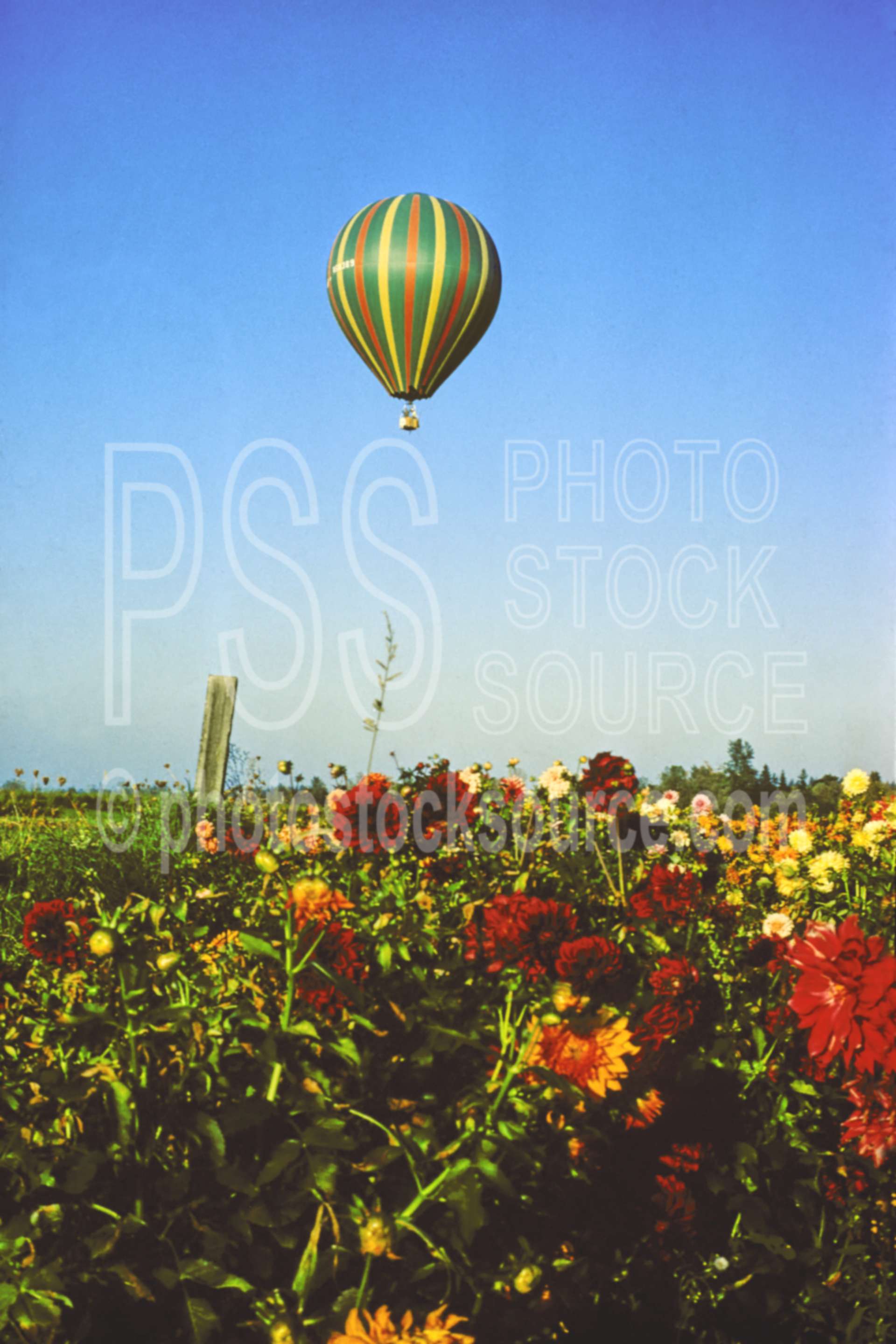 Balloon and Flowers,flight,flower,hot air balloon,aeronautics,plant,usas,plants