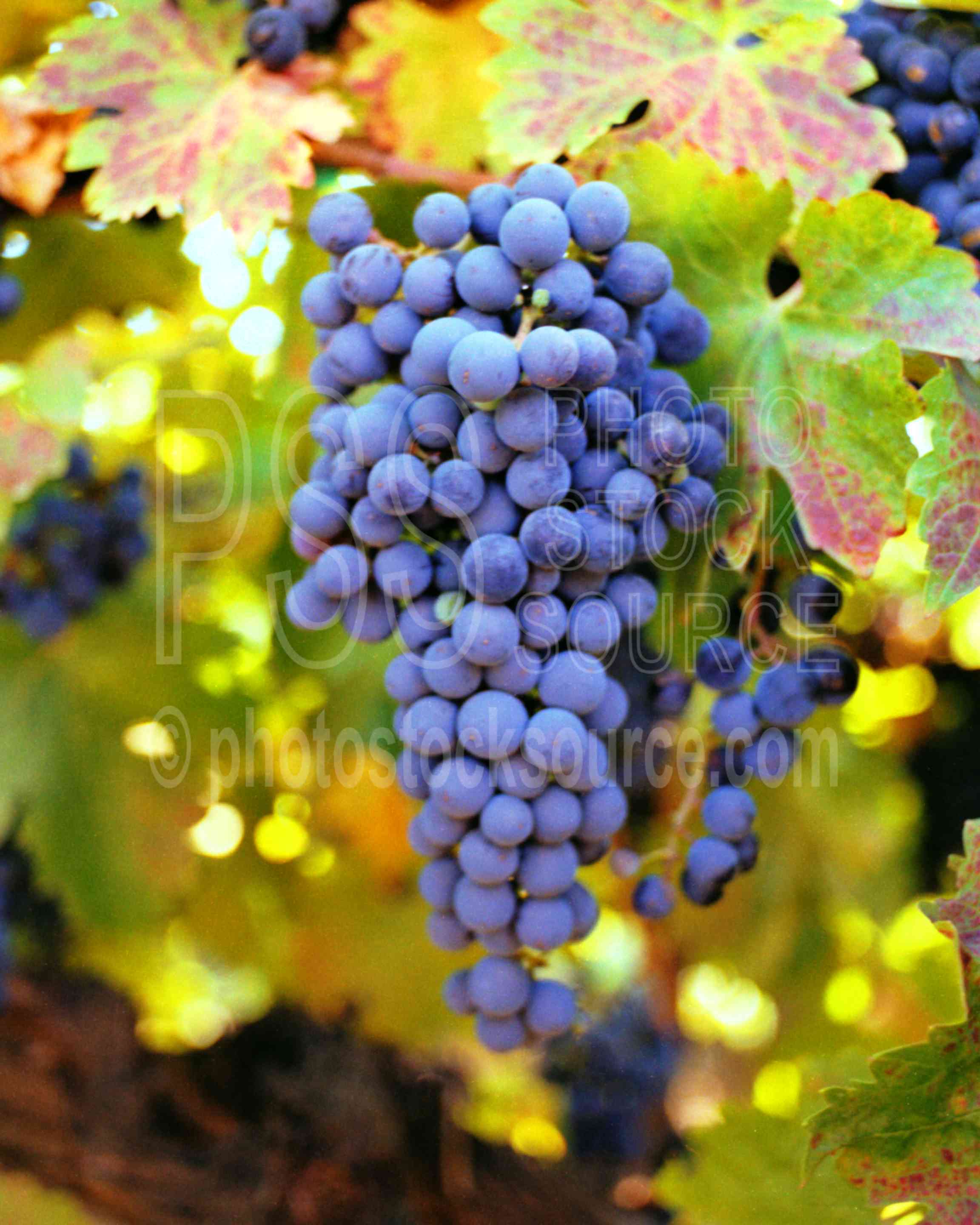 Grapes,grape,vineyard,winery,usas