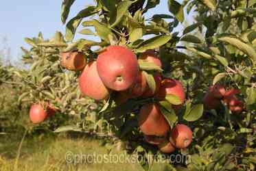 Agriculture Misc gallery