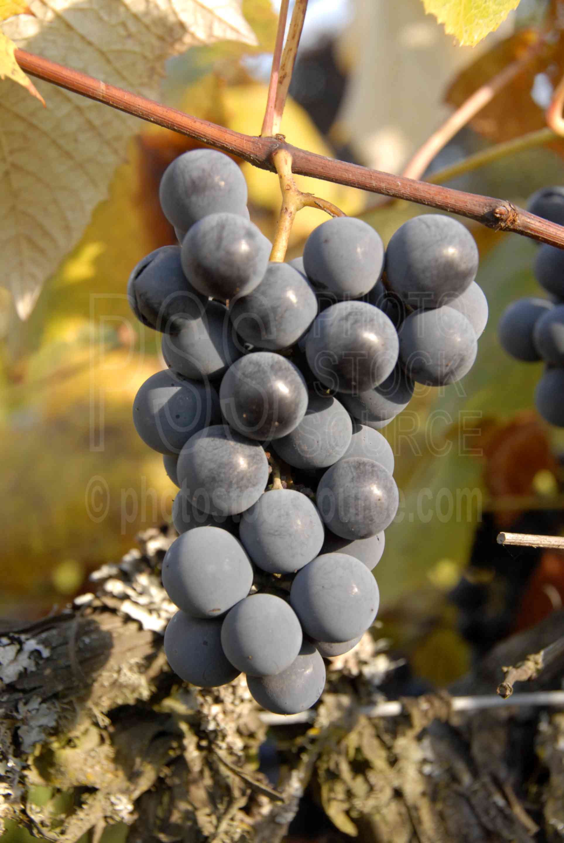 Concord Grapes,agriculture,grape,grapes,harvest,crop,concord grapes