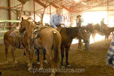 Cowboys Horses gallery