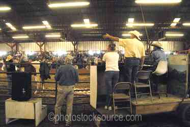 Cowboys Horses gallery