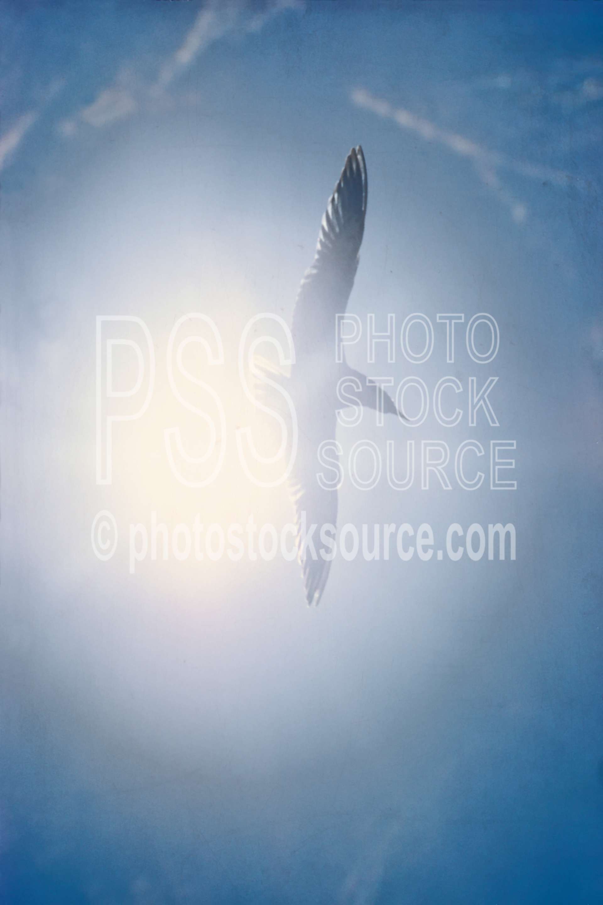 Seagull in Sun,flying,seagull,suns,flight,ocean,gull,usas,seascapes,animals