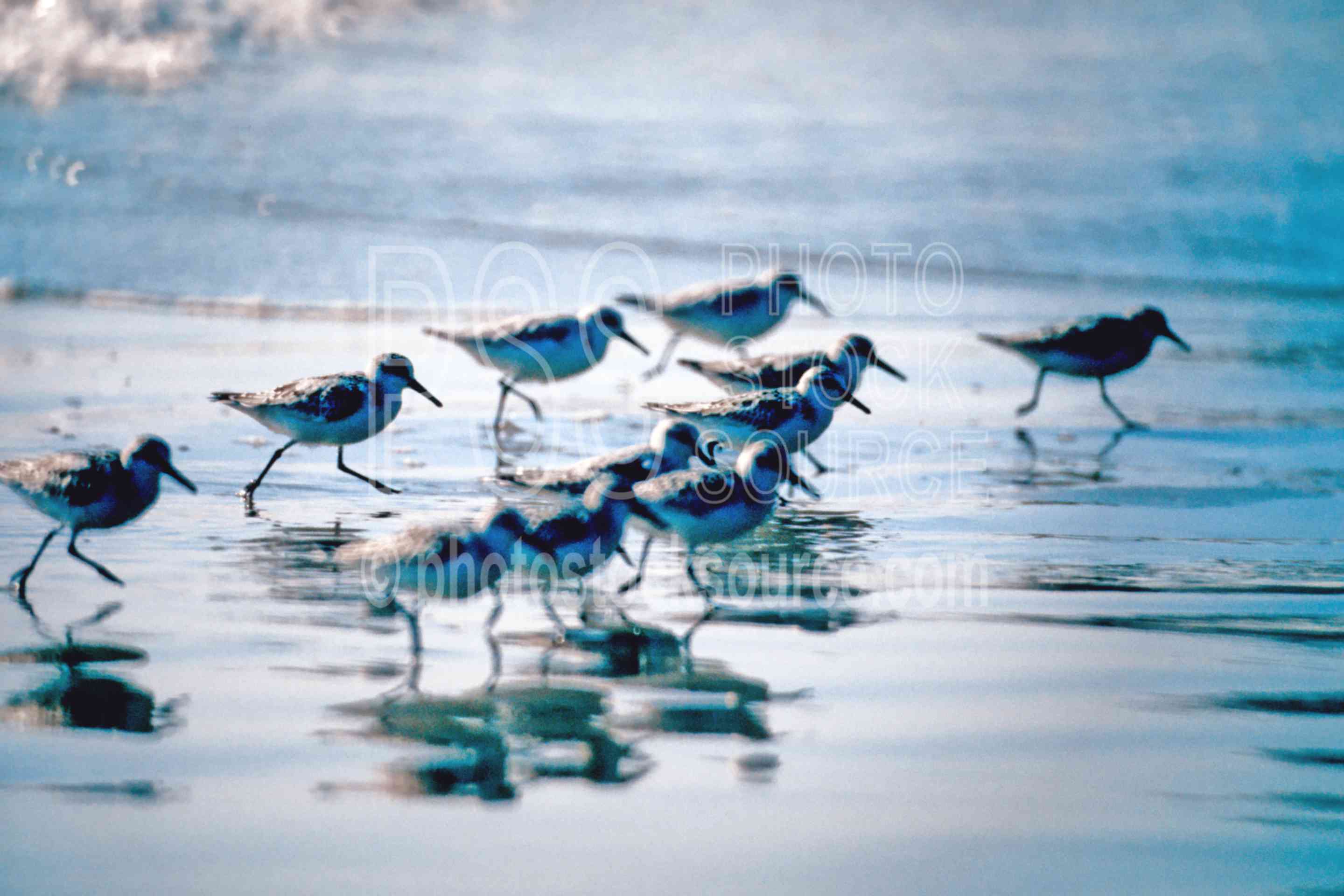 Sandpipers,sandpiper,flying,ocean,waves,usas,seascapes,animals