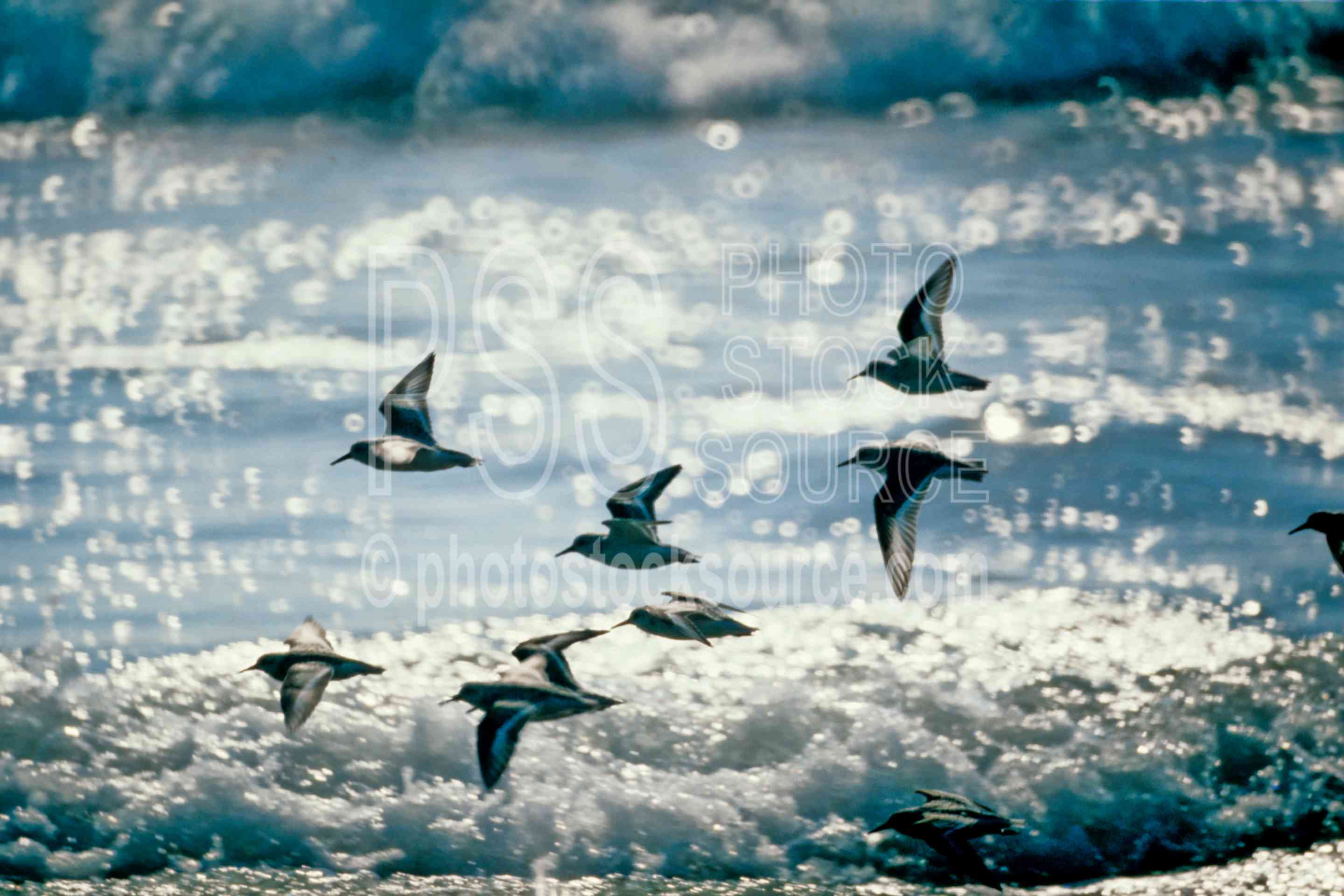 Sandpipers,sandpiper,flying,ocean,waves,usas,seascapes,animals