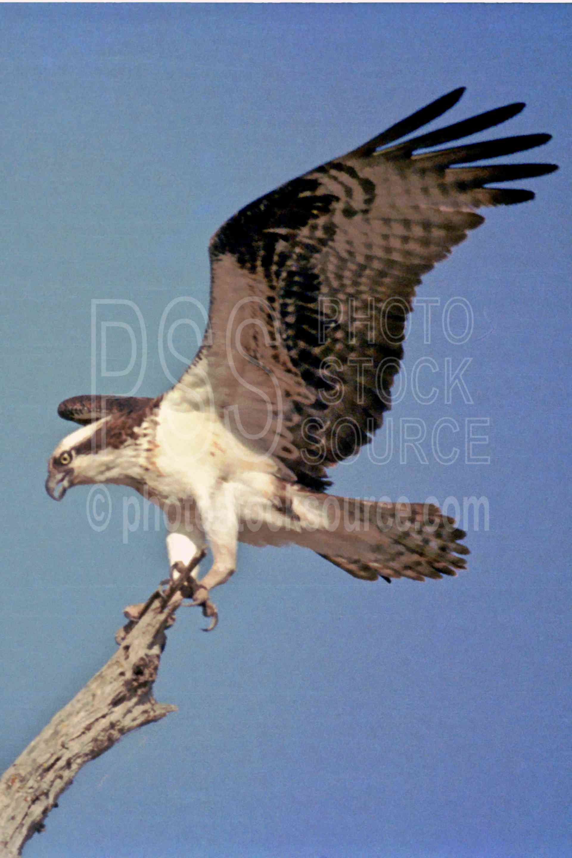 Osprey Landing,bird,flying,osprey,wing,usas,animals