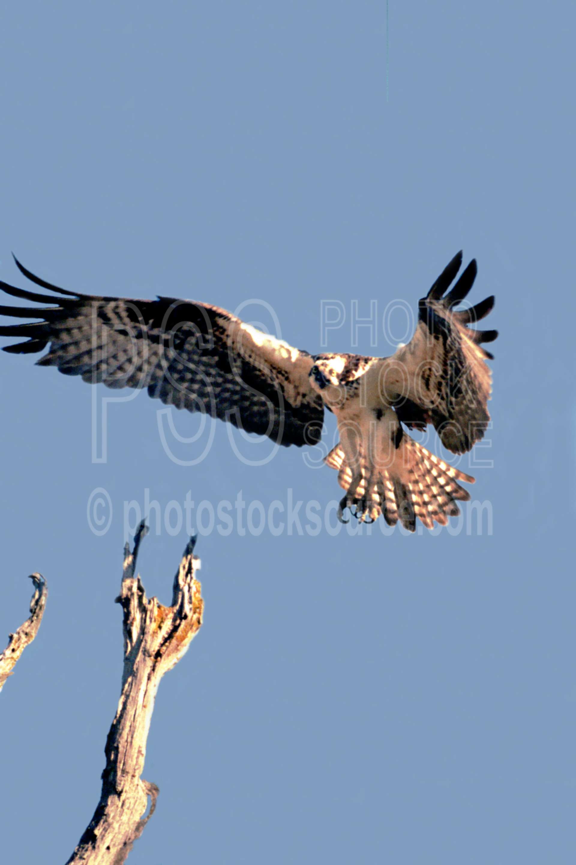 Osprey Landing,lake,osprey,usas,lakes rivers,animals