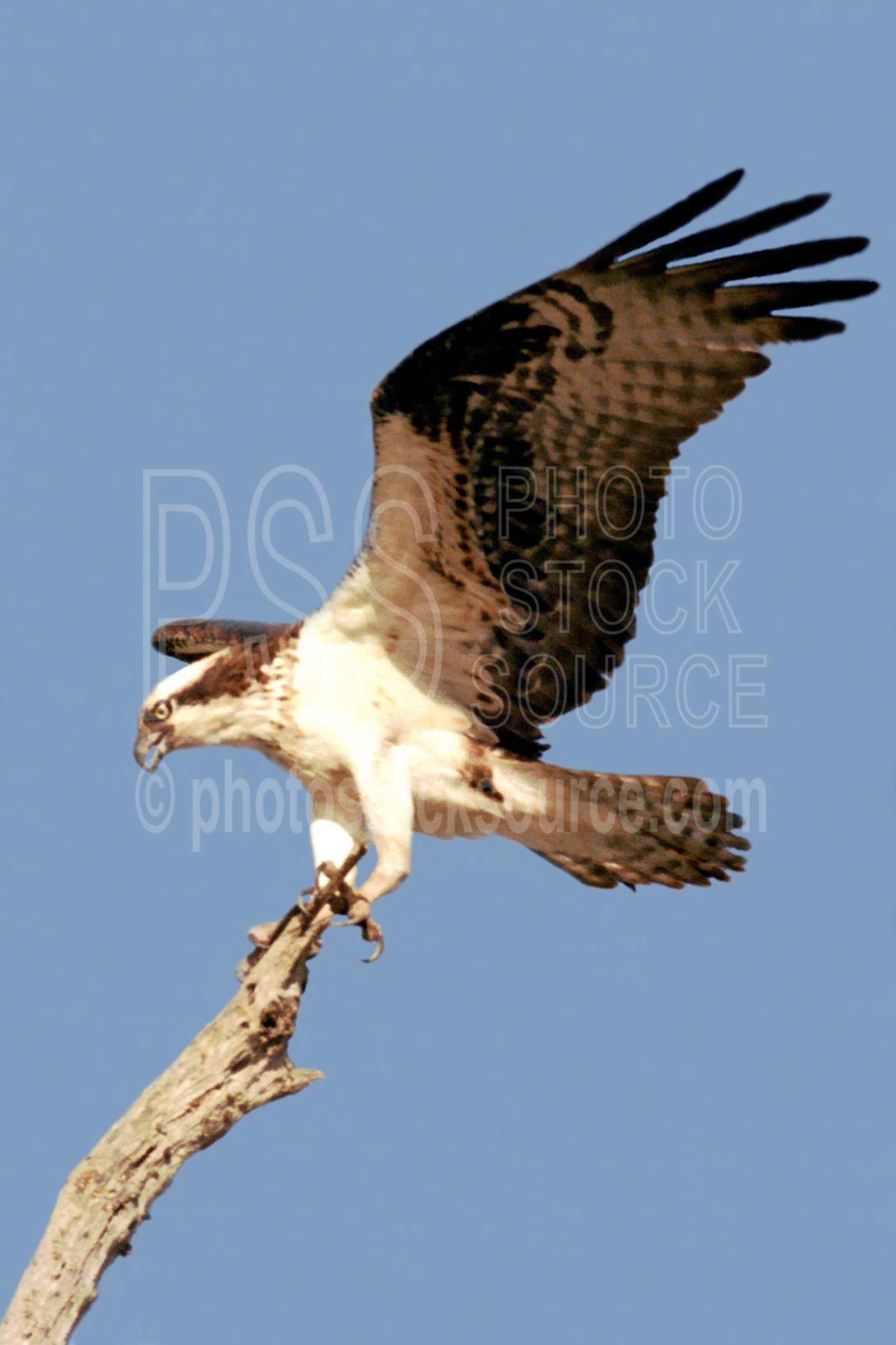 Osprey Landing,lake,osprey,usas,animals