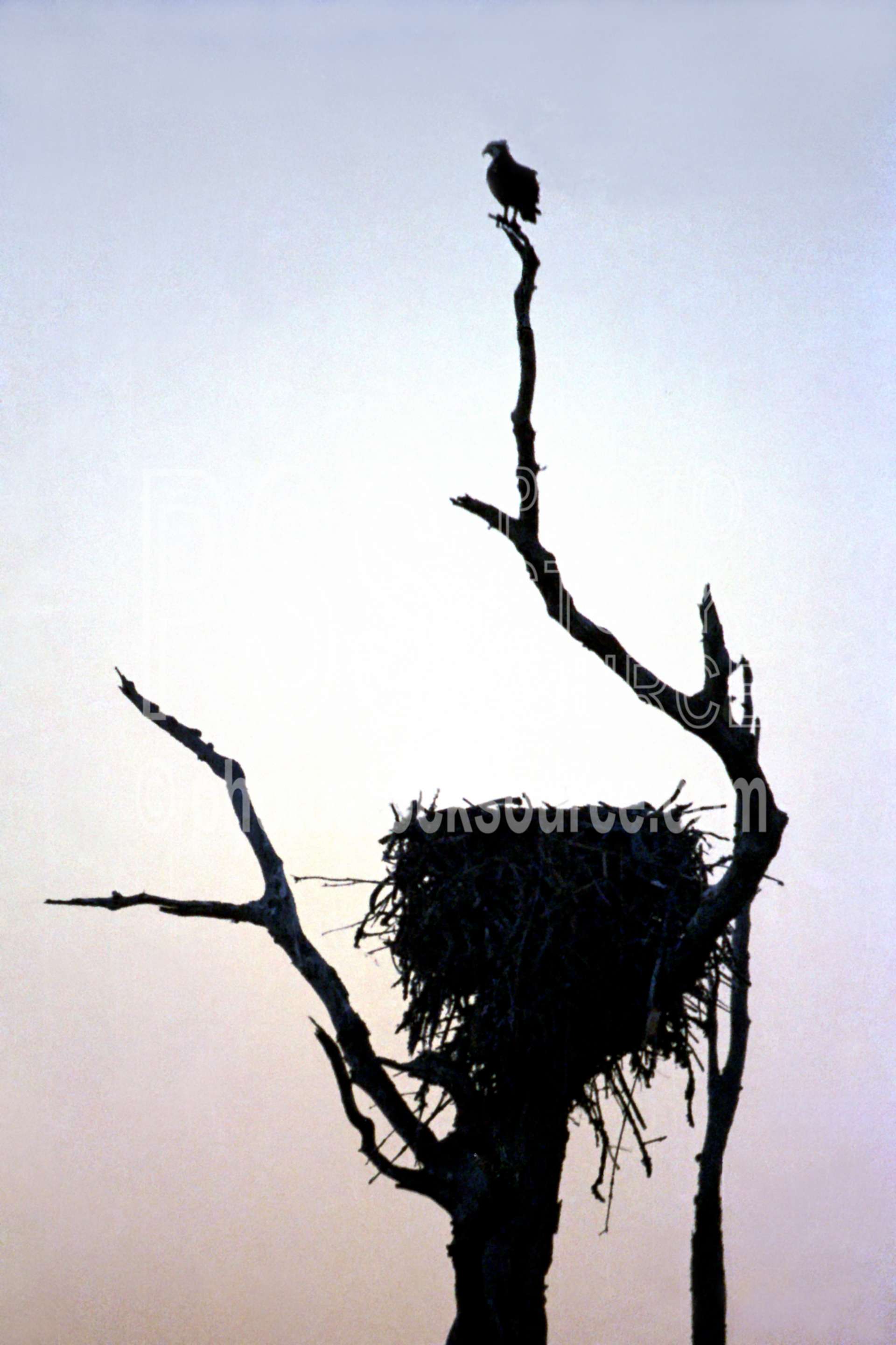 Osprey Nest,lake,nest,osprey,silhouette,usas,lakes rivers,animals