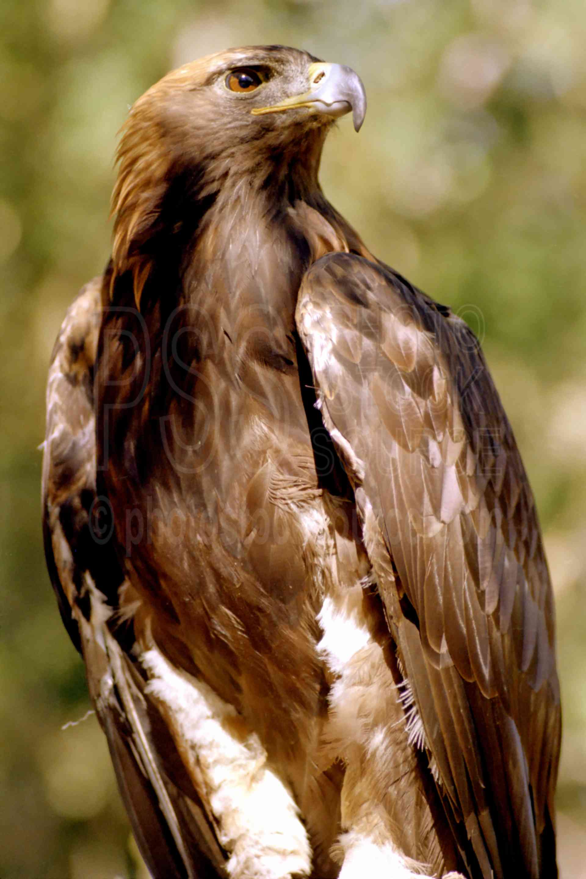 Golden Eagle,usas,animals