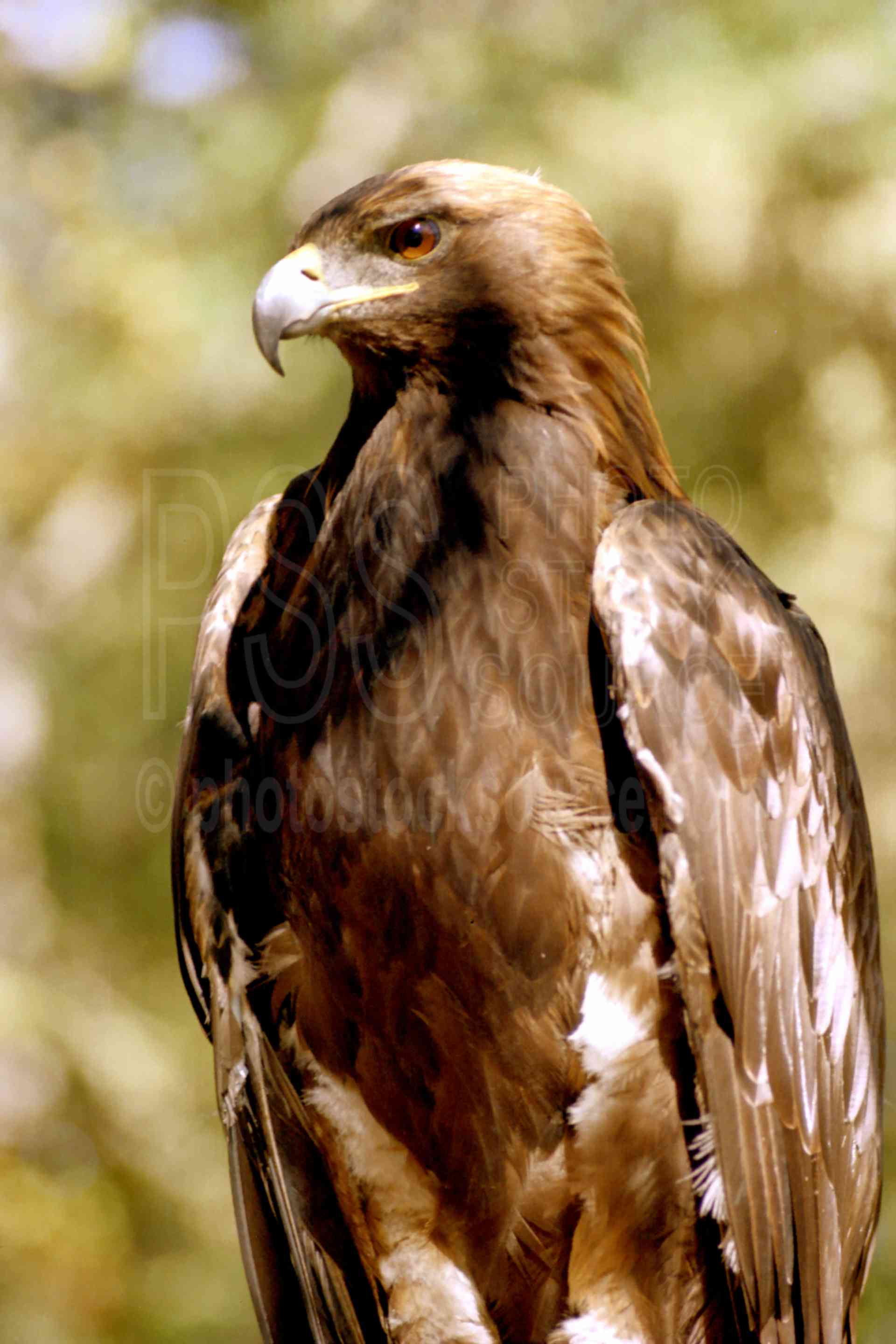 Golden Eagle,usas,animals
