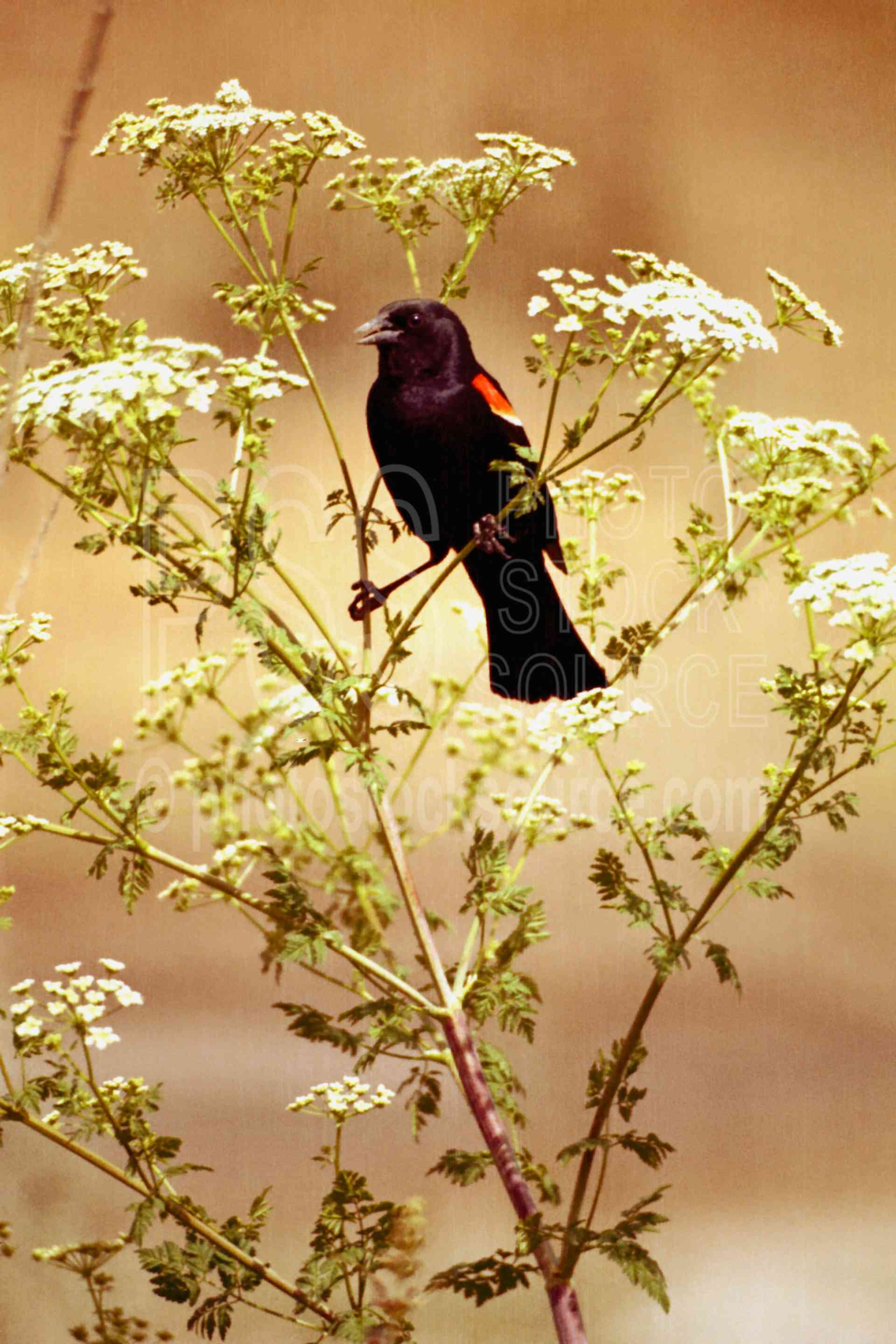 Red-winged Blackbird,blackbird,hemlock,usas,animals