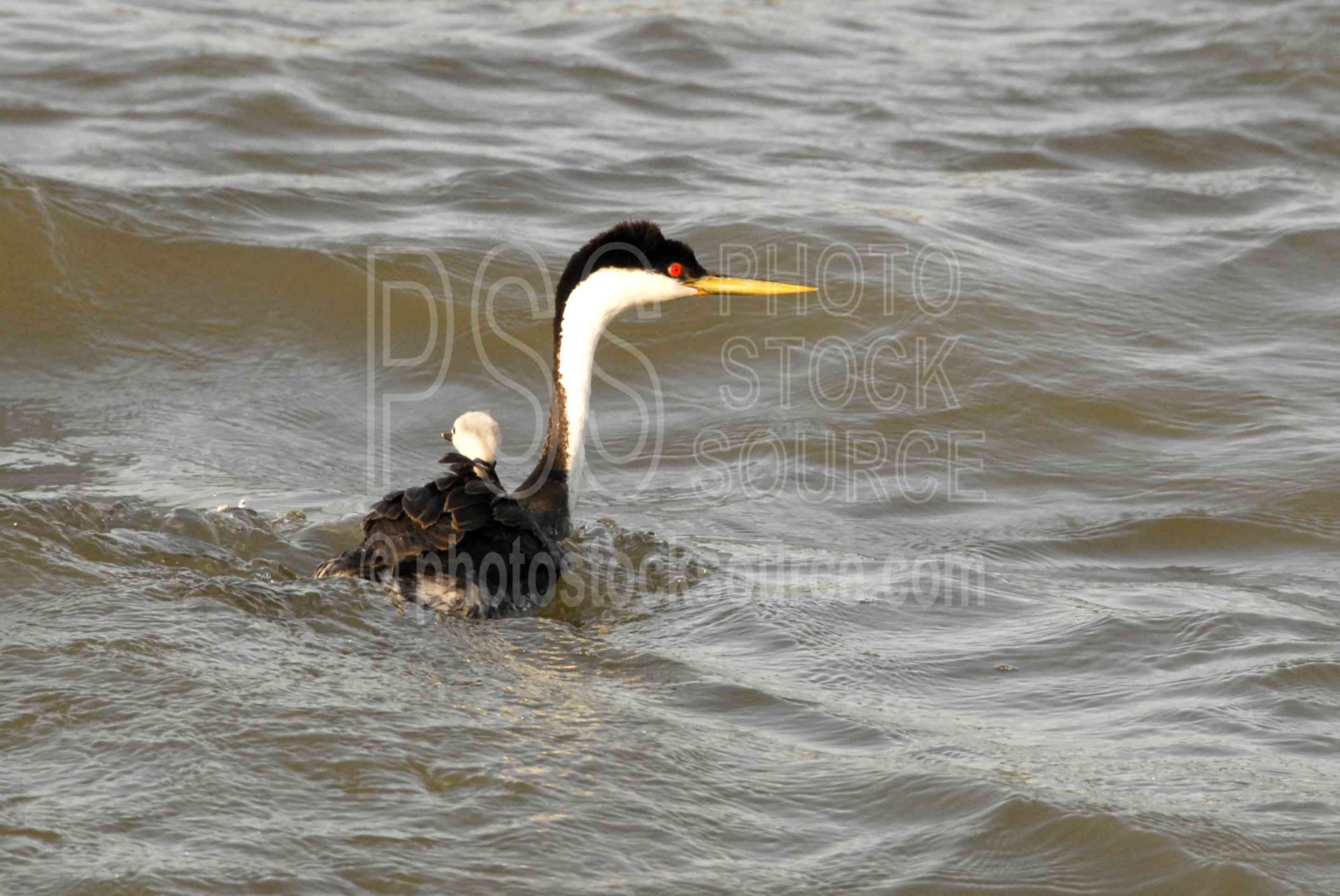 Western Grebe,grebe,water bird,water fowl,young bird,chick,community,nurture,nurturing,animals