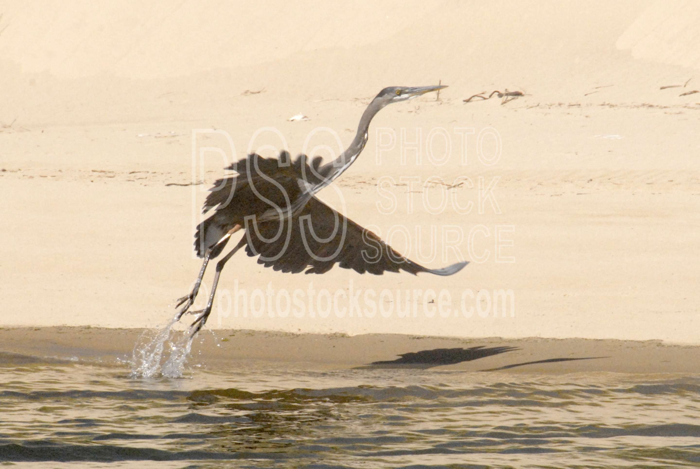 Great Blue Heron,heron,blue heron,taking flight,animals