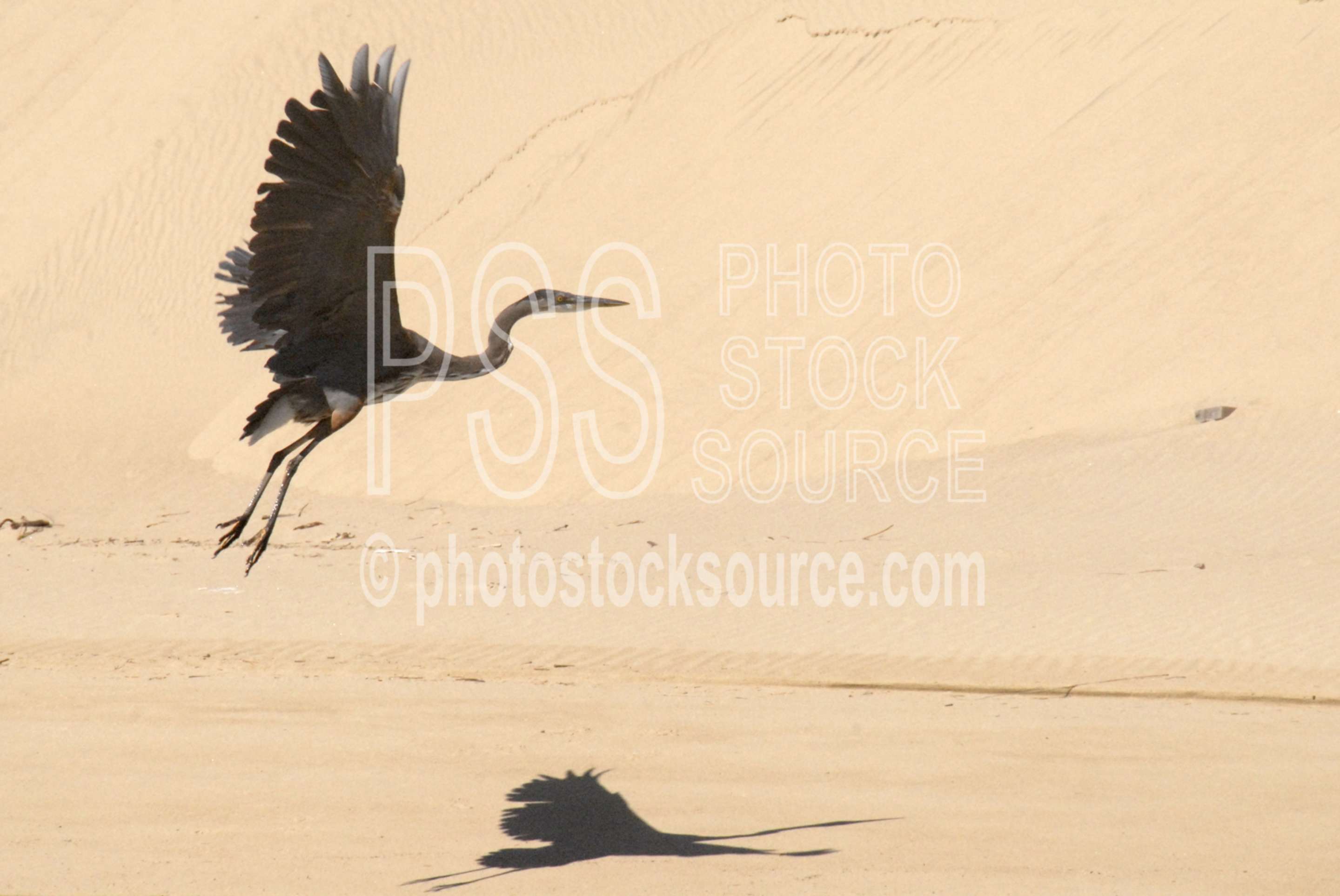 Great Blue Heron,heron,blue heron,taking flight,animals