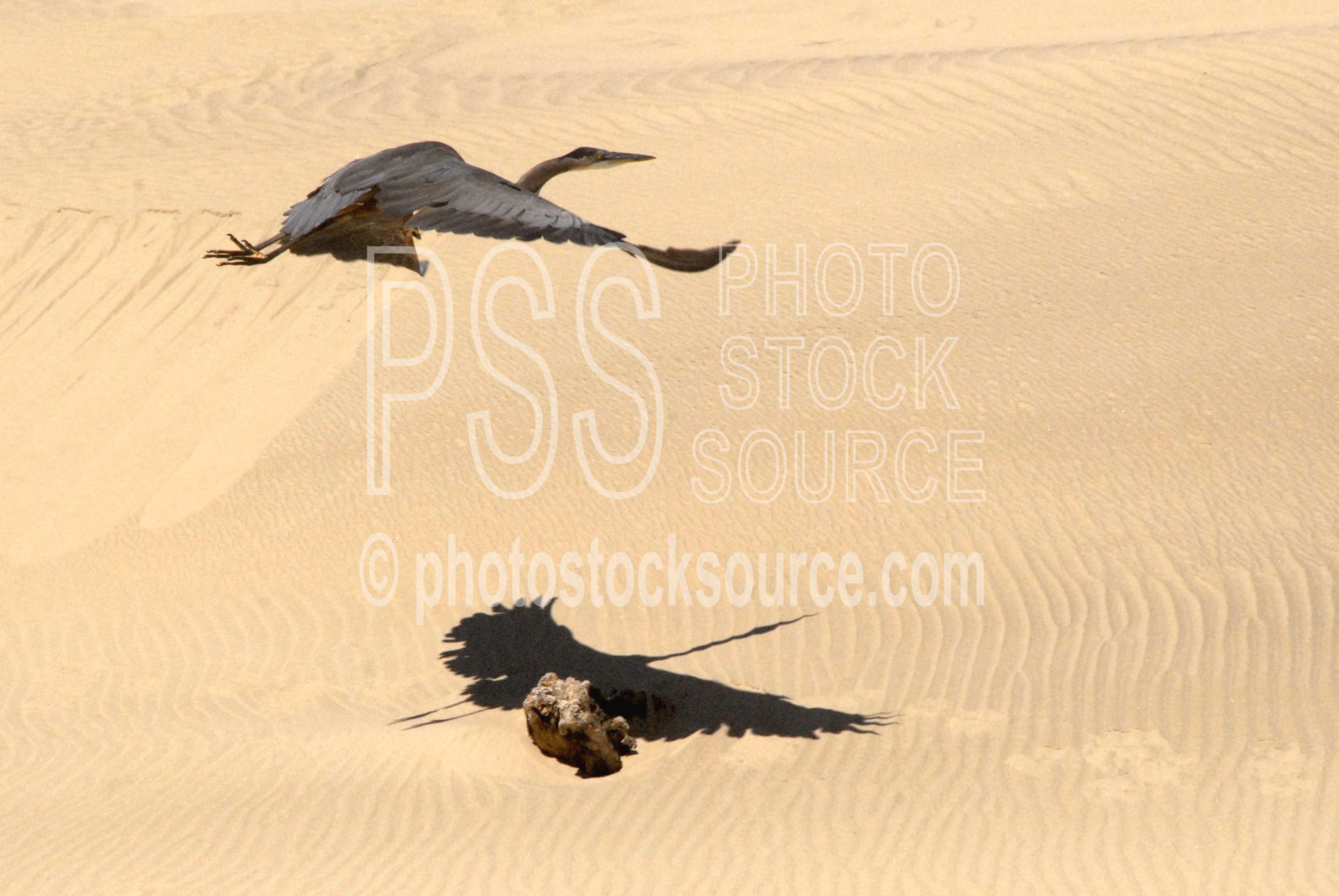 Great Blue Heron,heron,blue heron,flying,animals