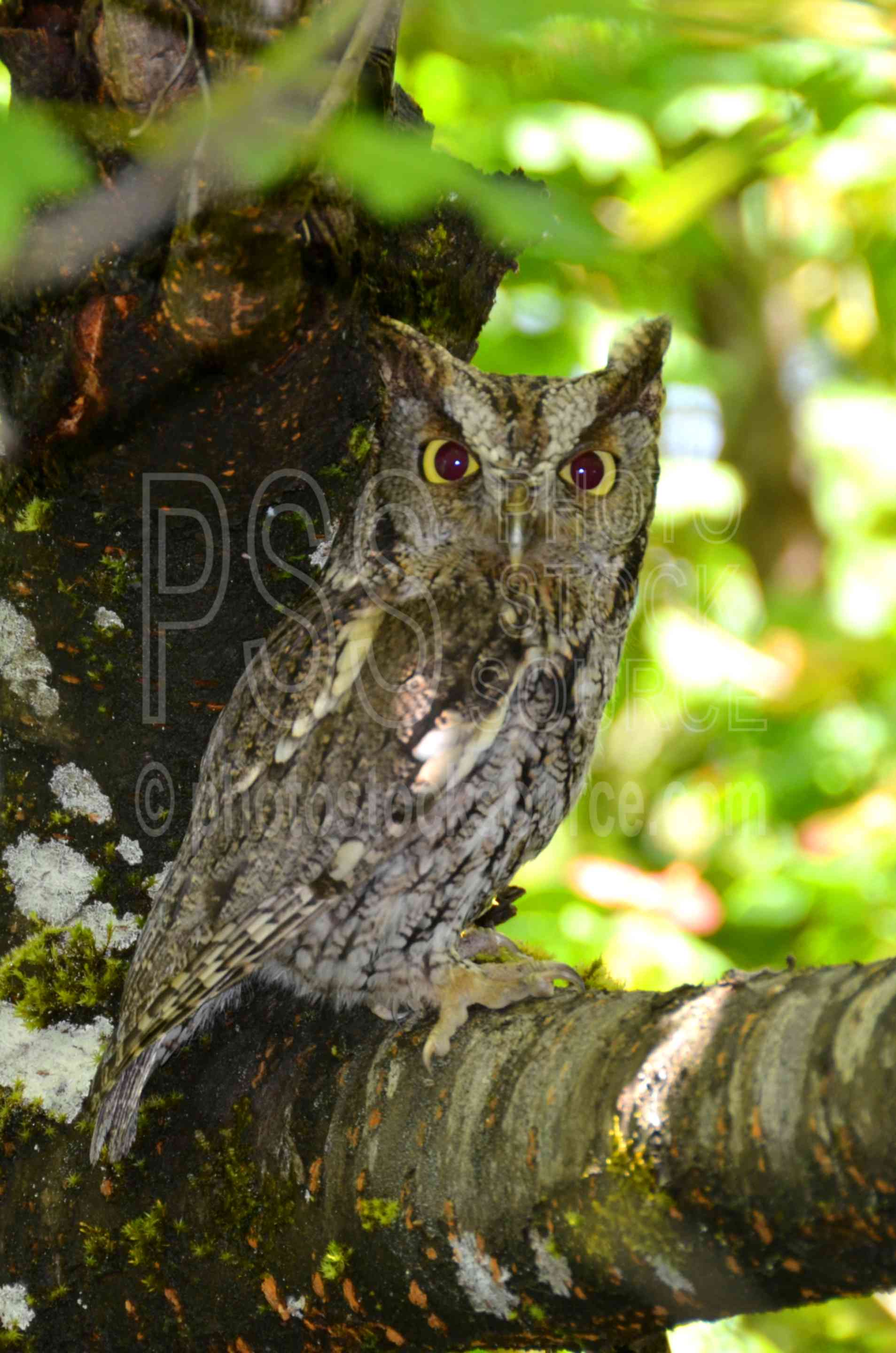 Western Screech Owl,bird,owl,screech,trees