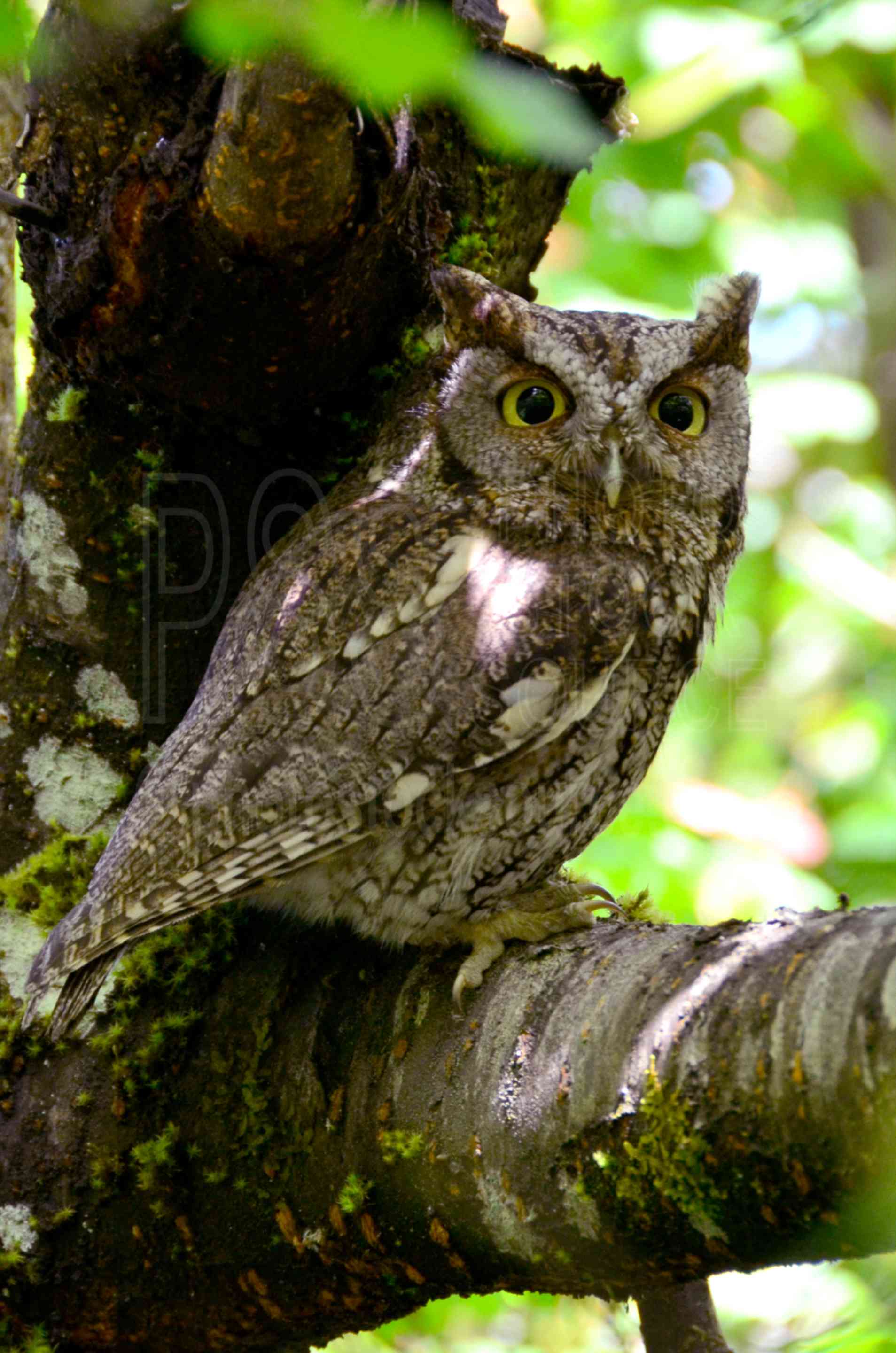 Western Screech Owl,bird,owl,screech,trees