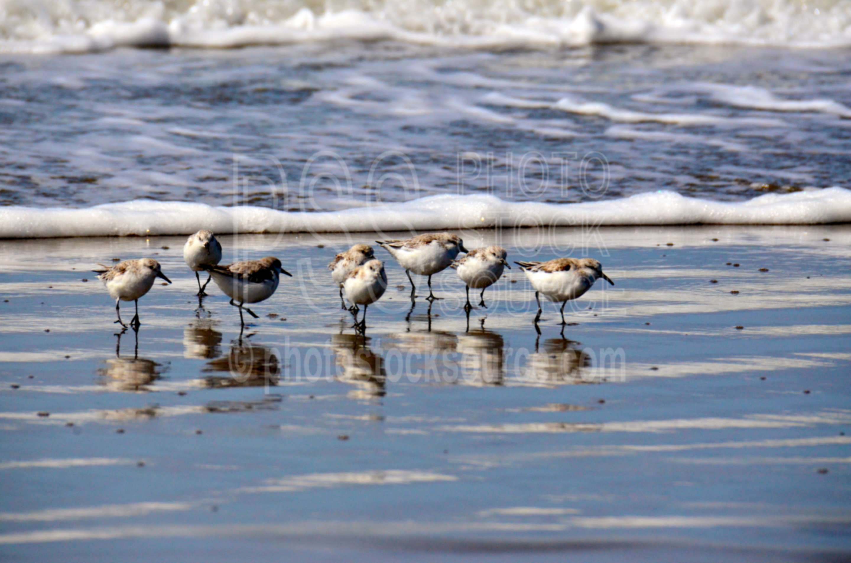 Western Snowy Plovers on Beach,snowy plover,charadrius alexaninudrs,bird,shore,shore birds