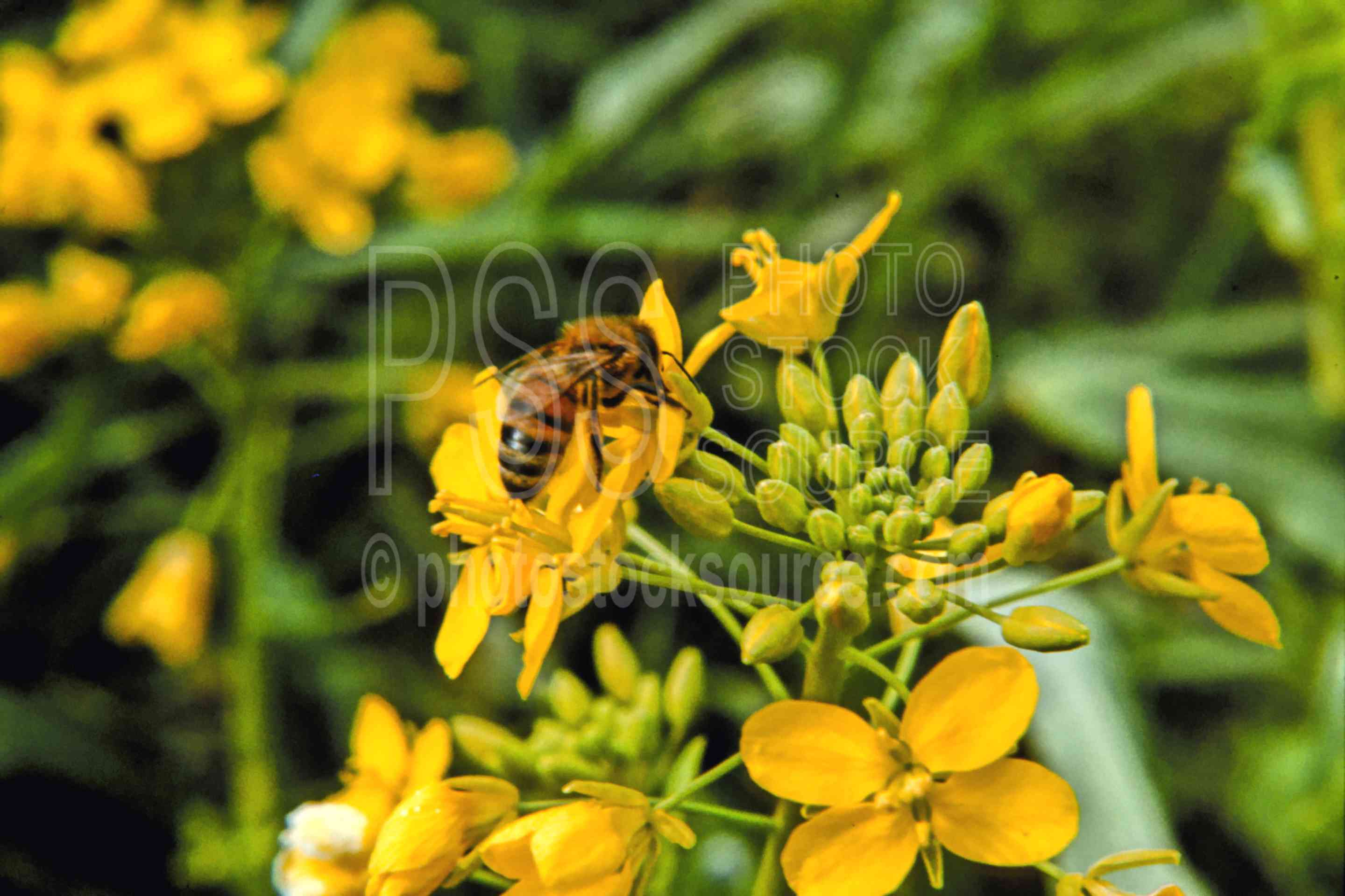 Bee on Flower,bees,blossom,flower,plant,spring,animals,plants