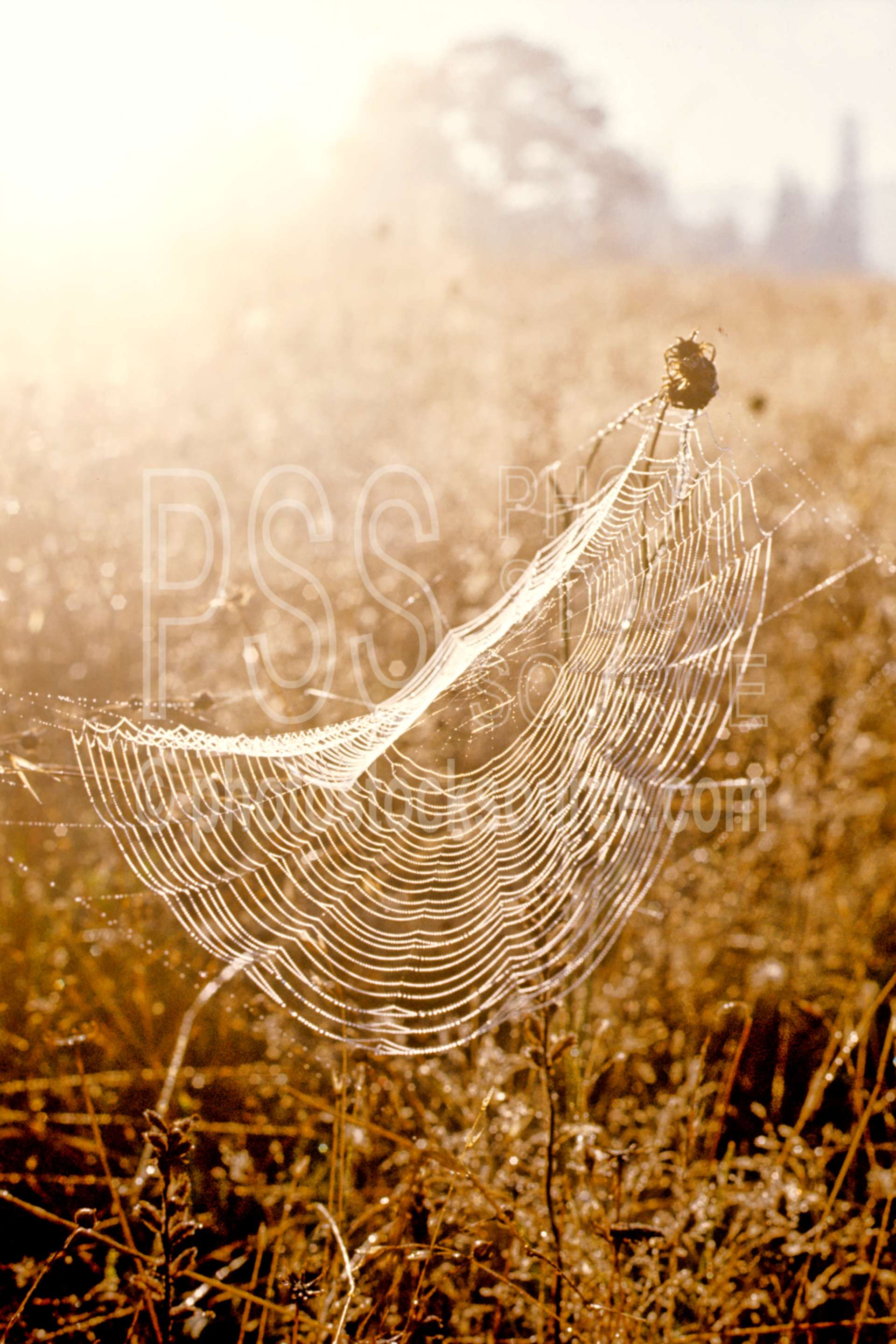 Spider Web with Dew,dews,morning,webs,spider,bugs,usas,animals