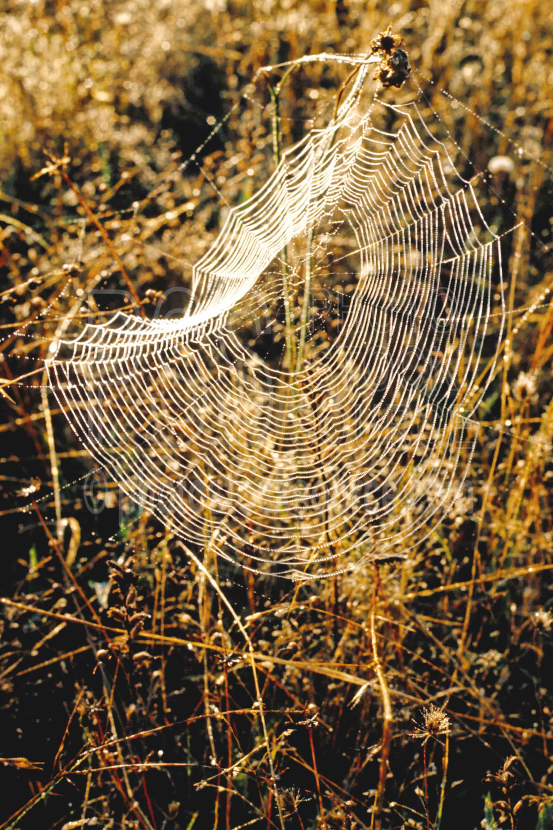 Spider Web,garden spider,webs,bugs,usas,animals