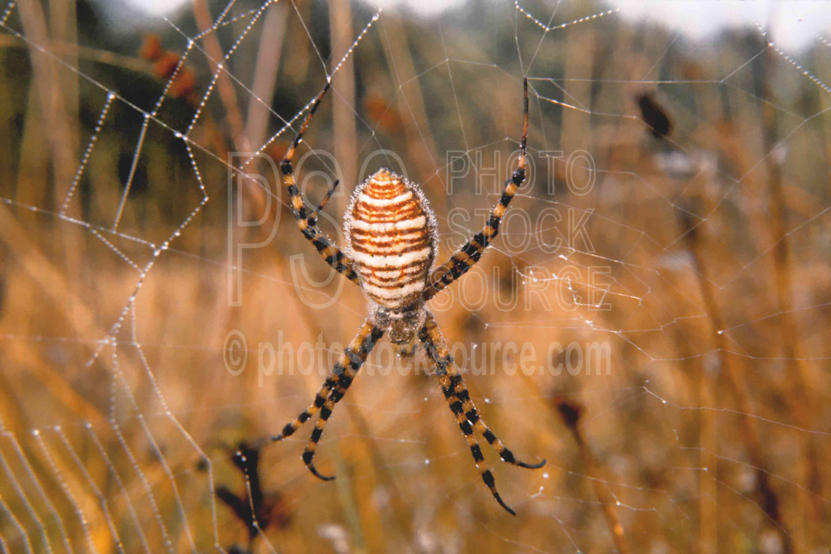 Garden Spider,morning,spider,webs,usas,animals