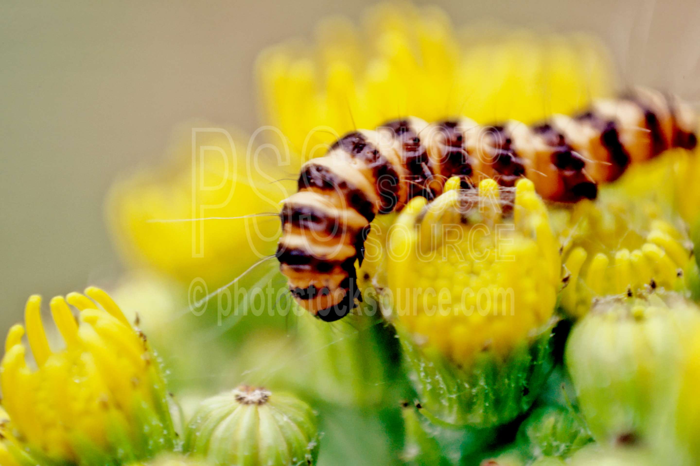 Cinnabar Caterpillar,cinnabar moth,caterpillar,tansey ragwort,bugs,usas,animals