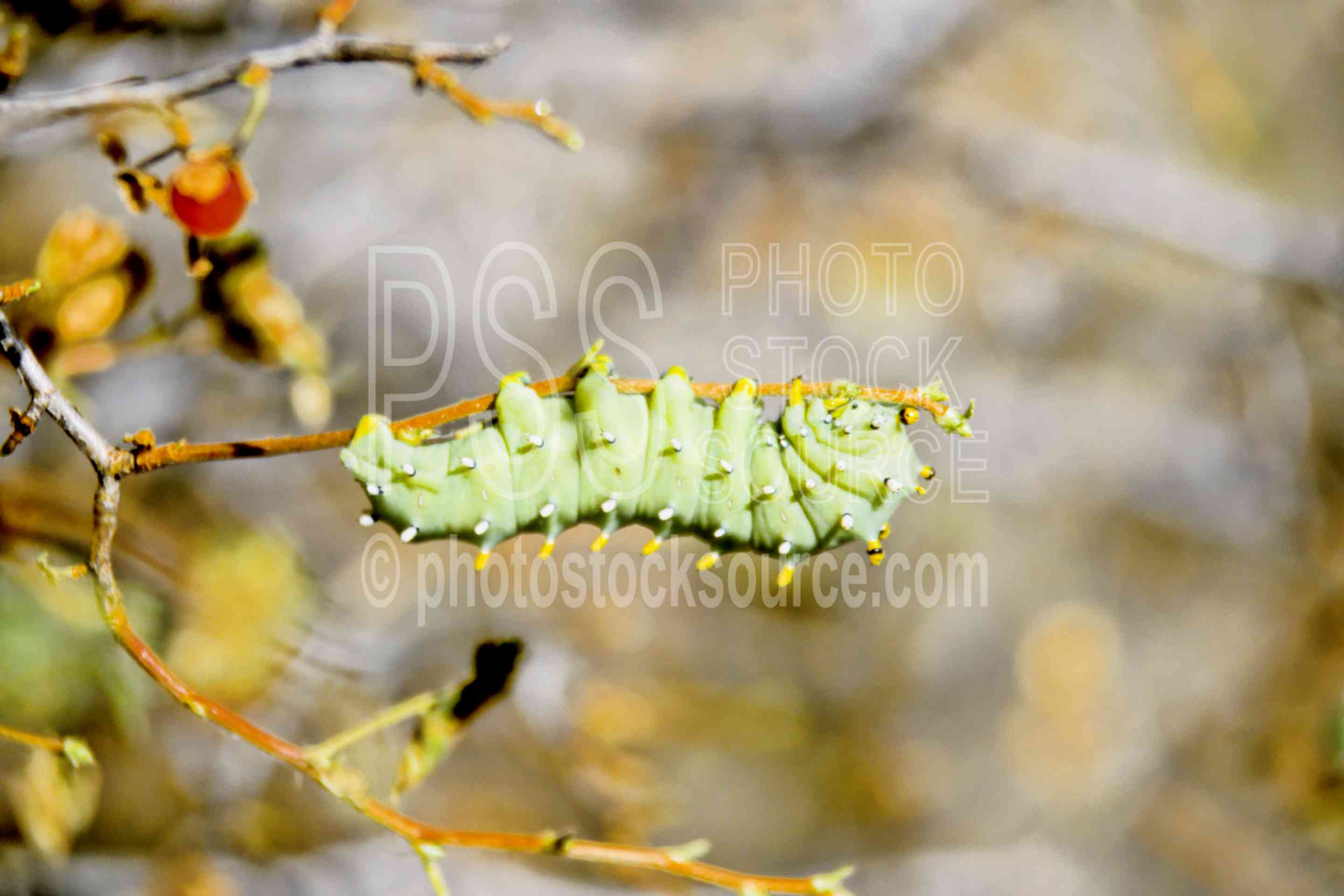 Cecropia Caterpillar,caterpillar,cecropia moth,usas,animals