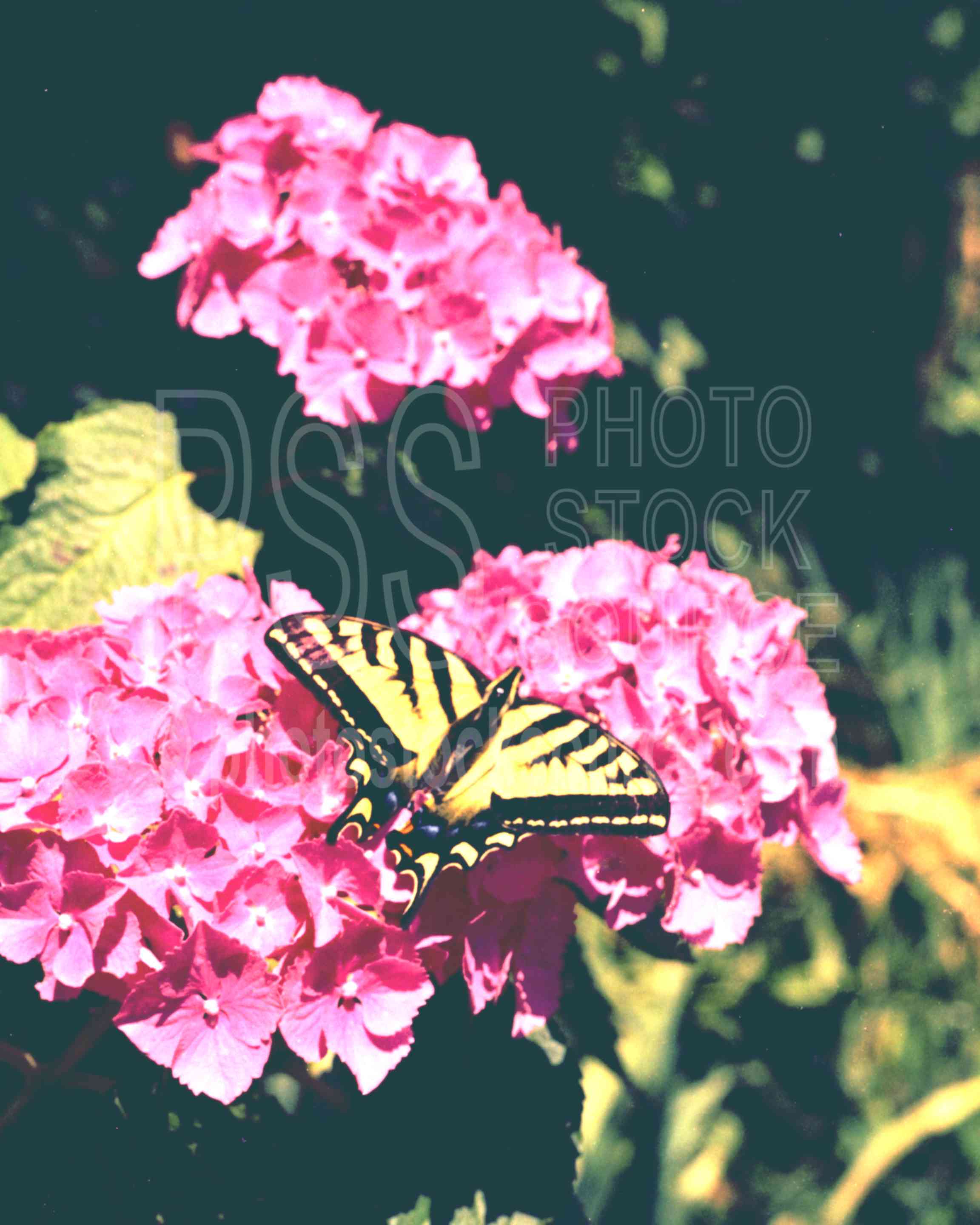 Tiger Swallowtail,butterfly,flower,hydrangea,plant,usas,animals,plants