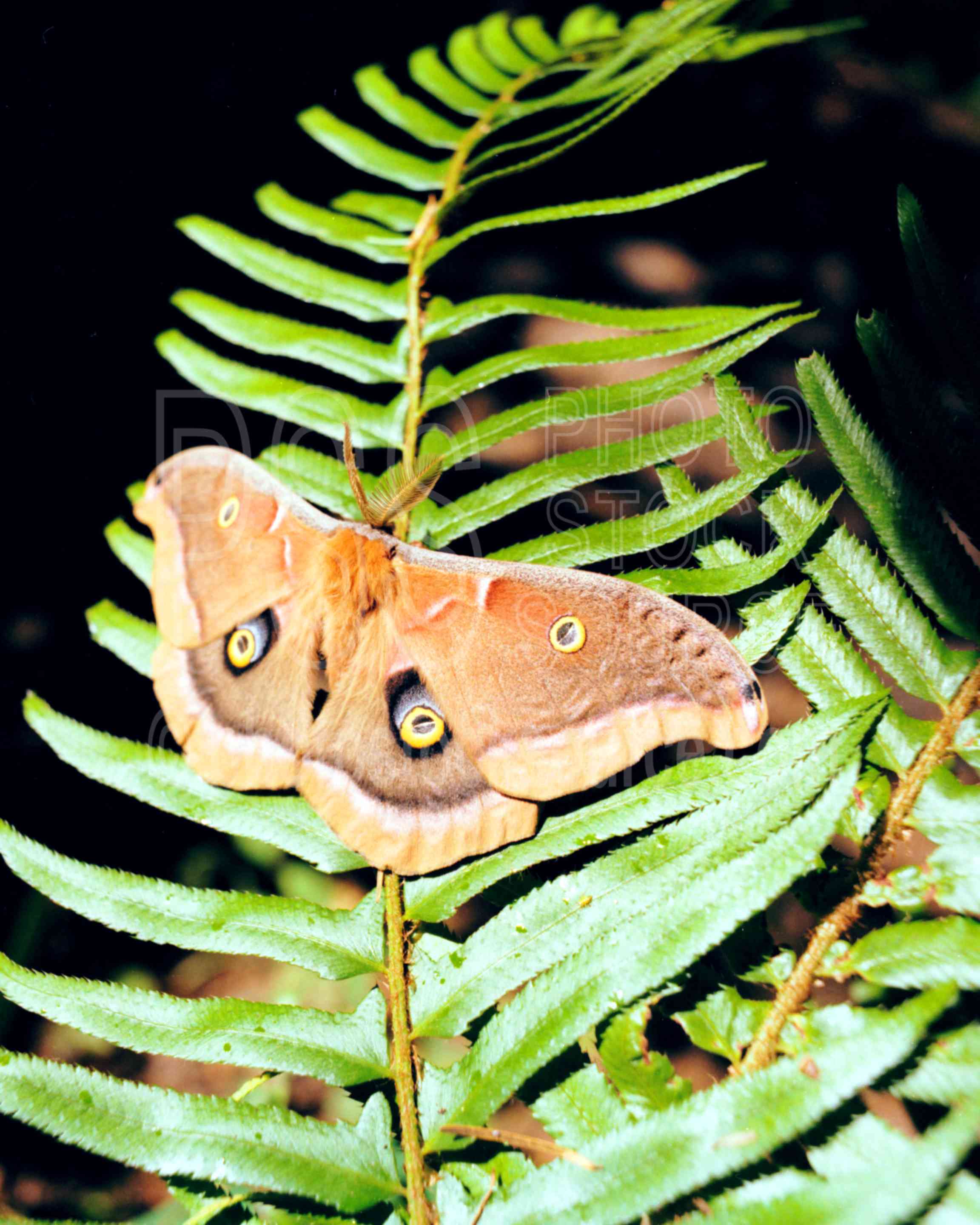 Luna Moth,fern,moth,sword fern,usas,animals