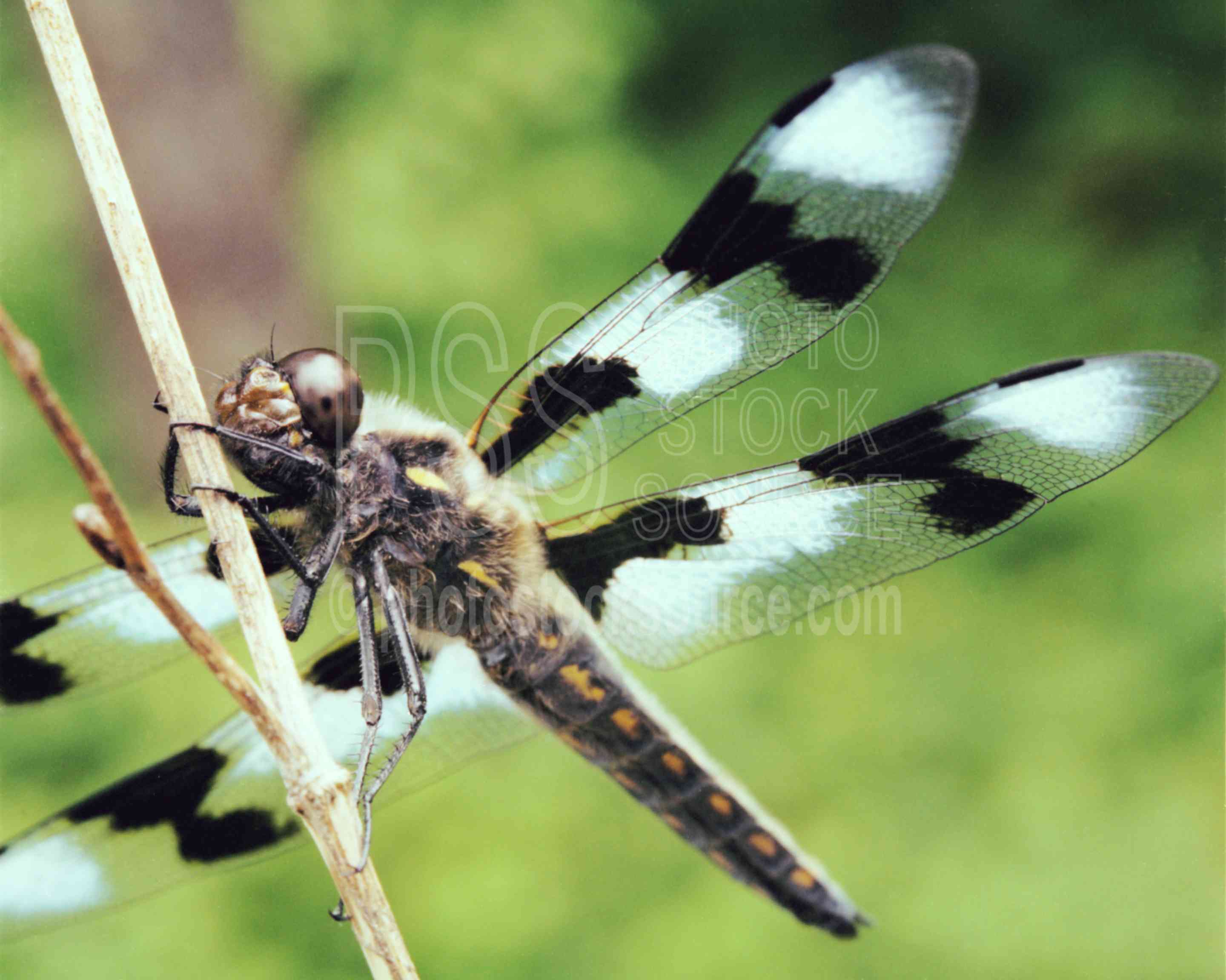 Dragonfly,animal,usas,animals