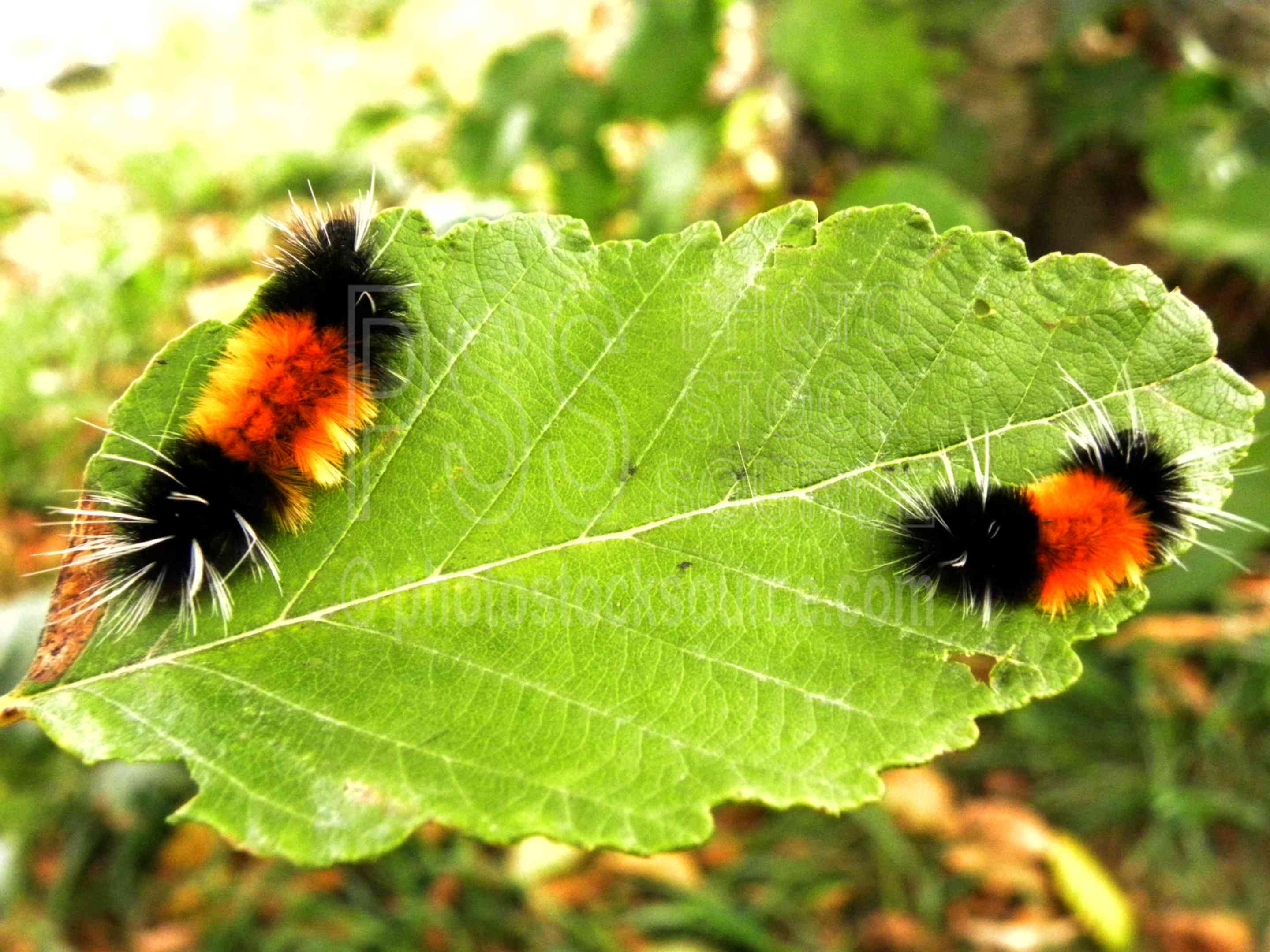 Wooly Bear Caterpillars,bug,insect,leaf,leave,crawling,pyrrharctia isabella