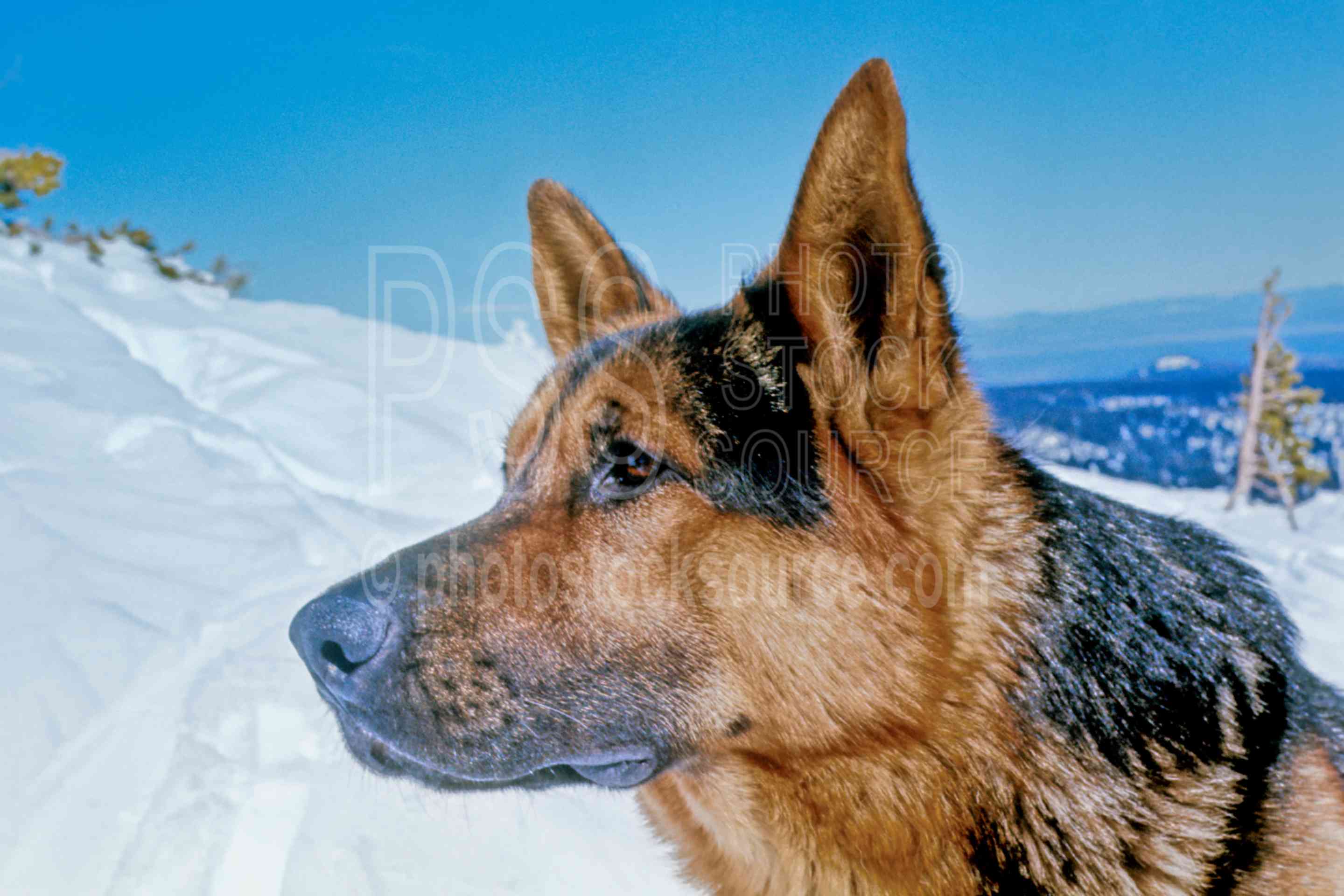 German Shepherd,snow,dogs,pets,domestic,usas,animals