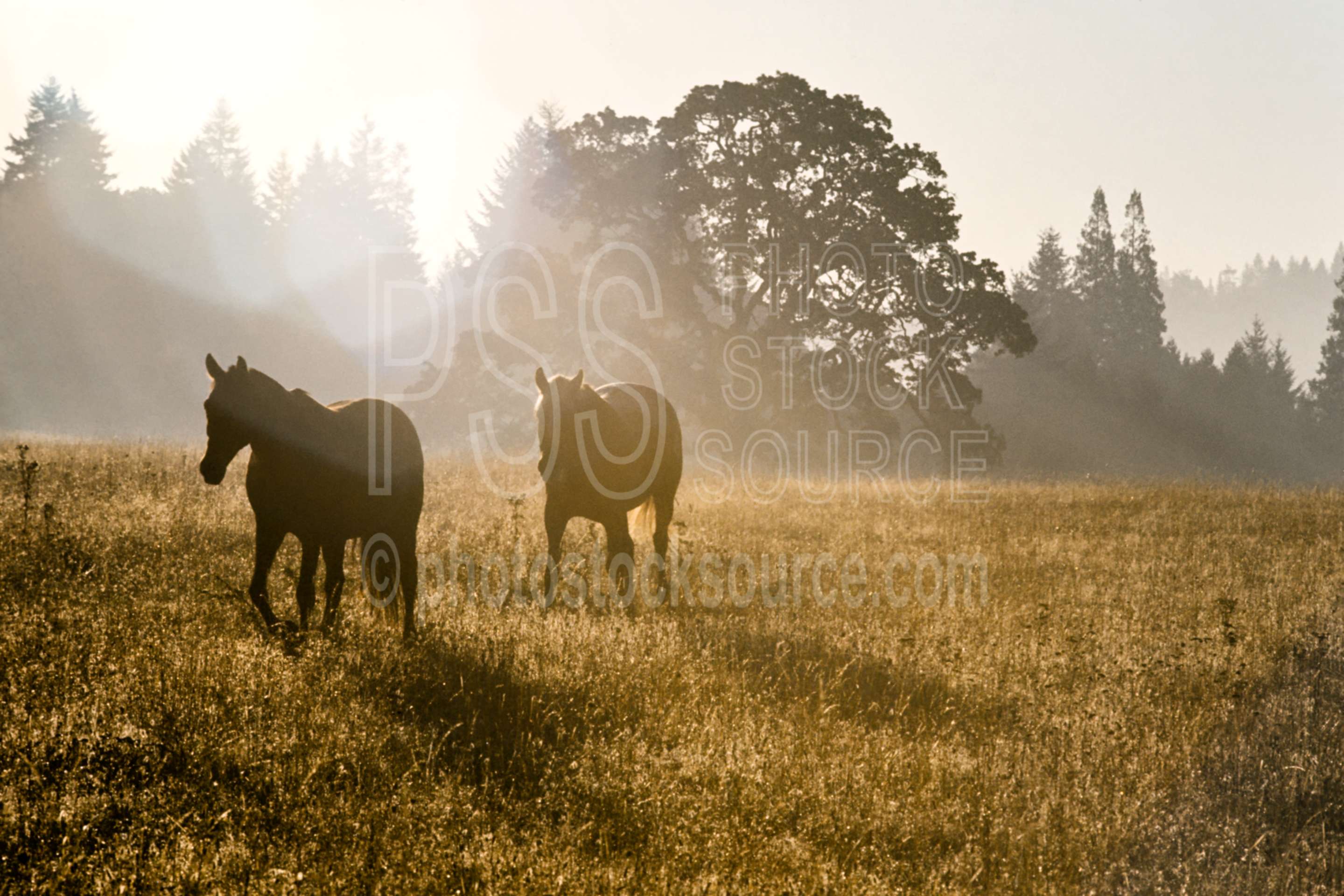 Horses and Oak Tree,horse,morning,oaks,sunrise,tree,usas,animals,farms
