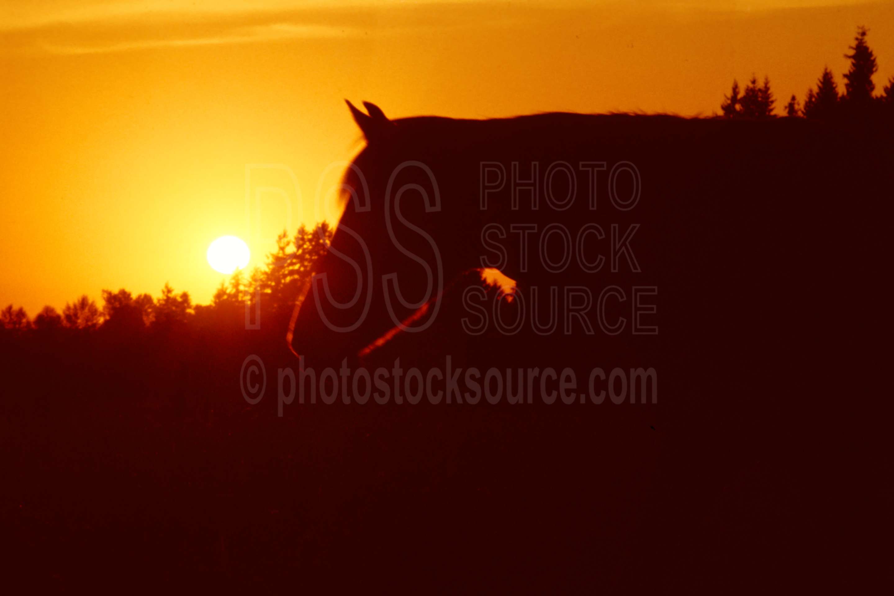 Horse and Sunset,horse,sunset,usas,animals,farms