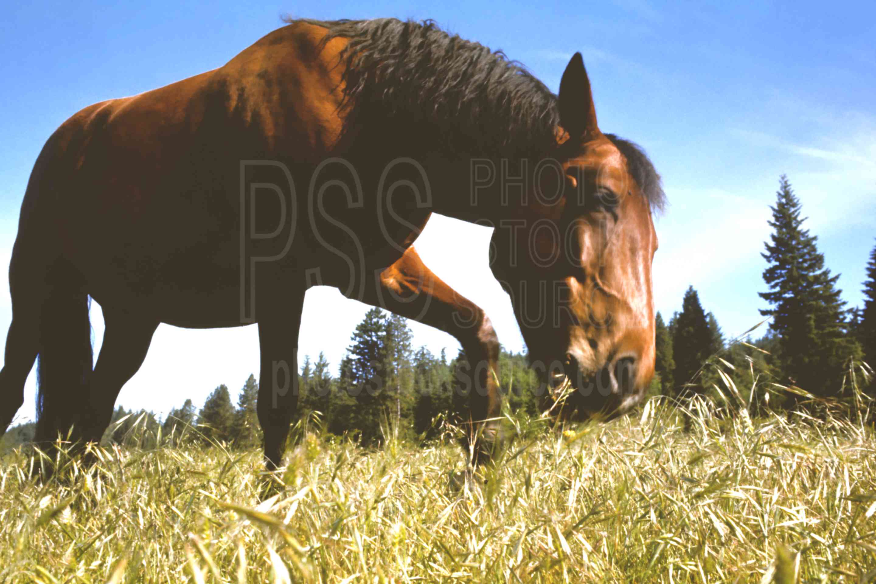 Horse Eating Grass,eating,field,grass,horse,usas,animals,farms