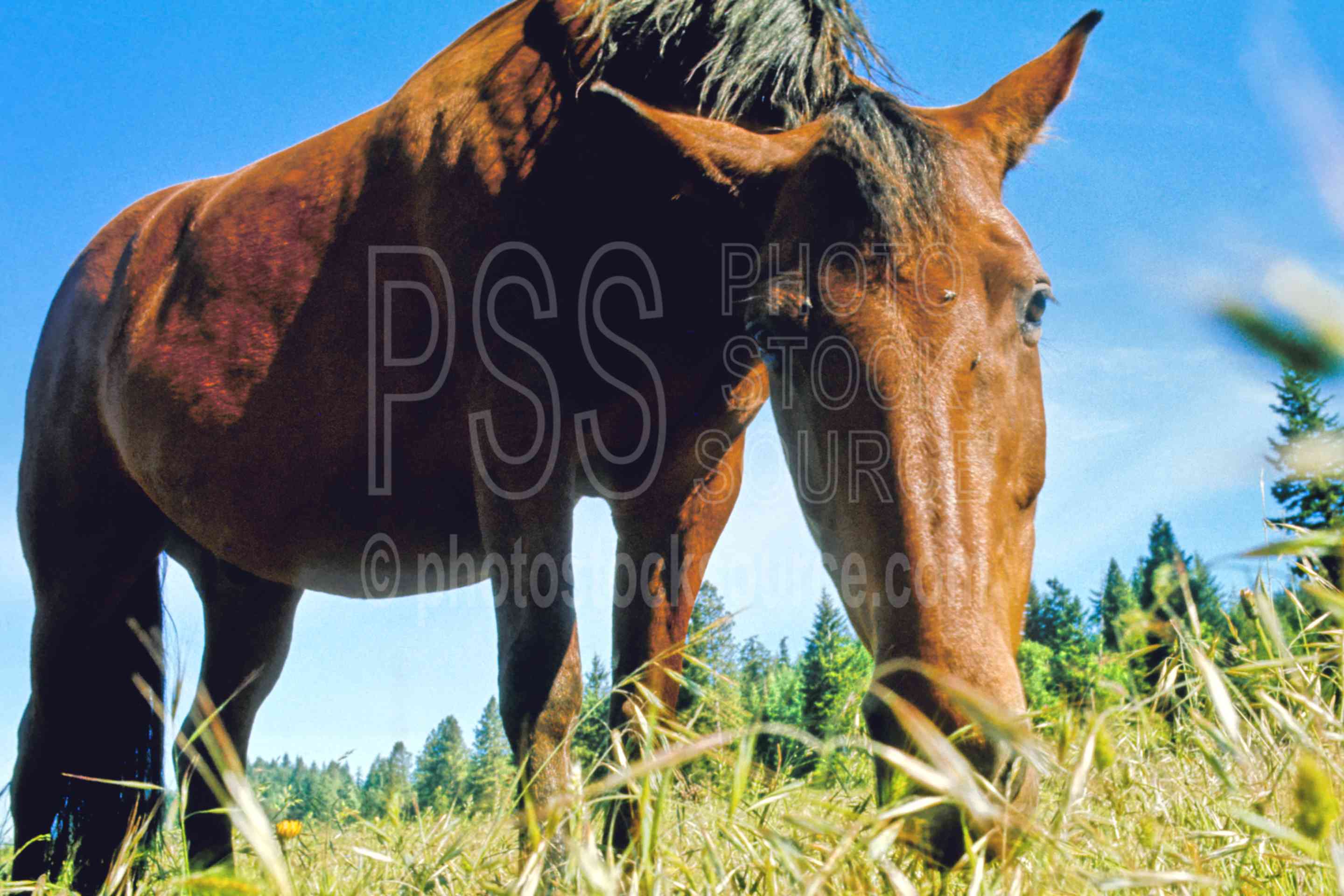 Horse Grazing,horse,grazing,animal,farm animal,usas,animals,farms