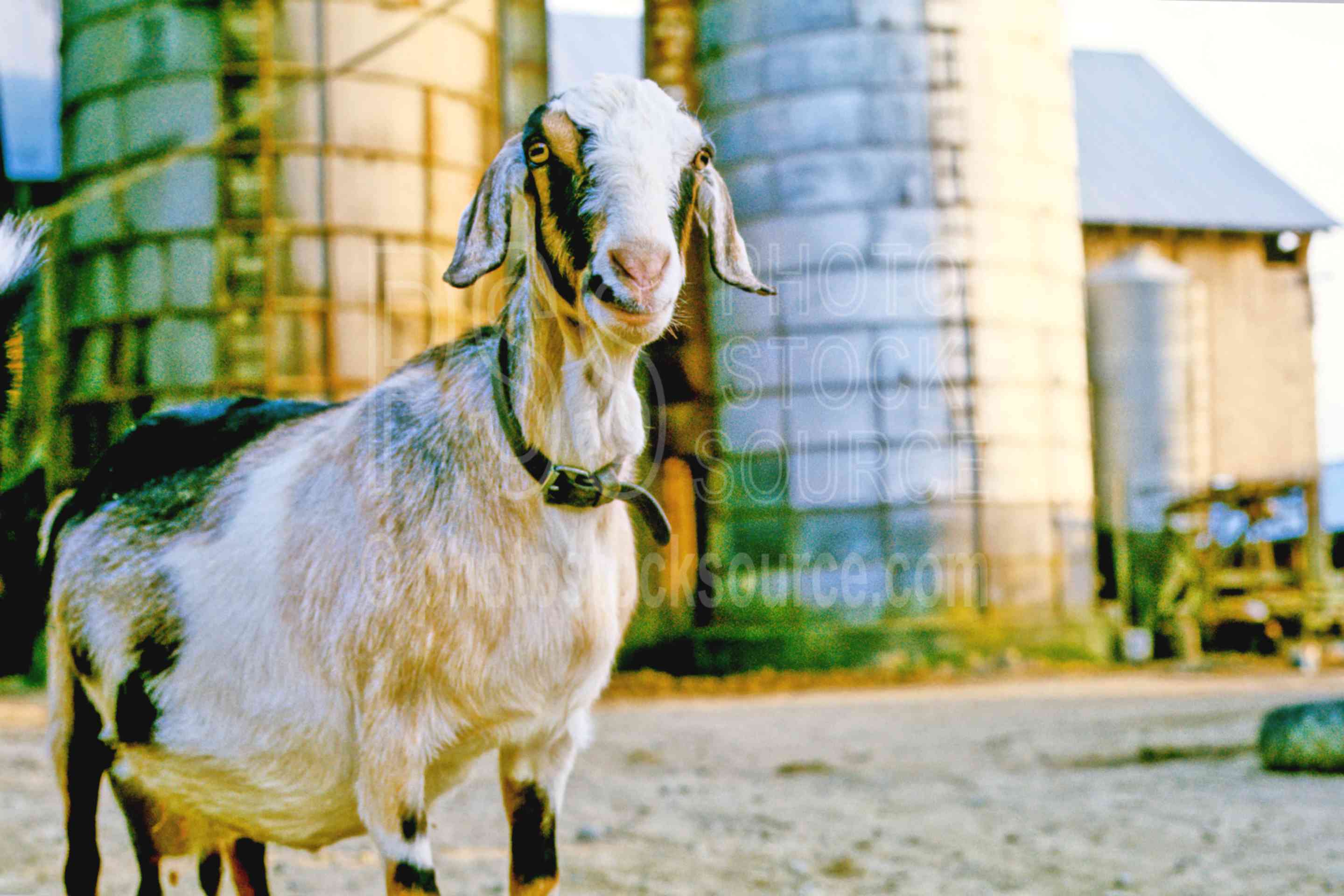 Farm Goat,goat,animal,farm animal,usas,animals,farms