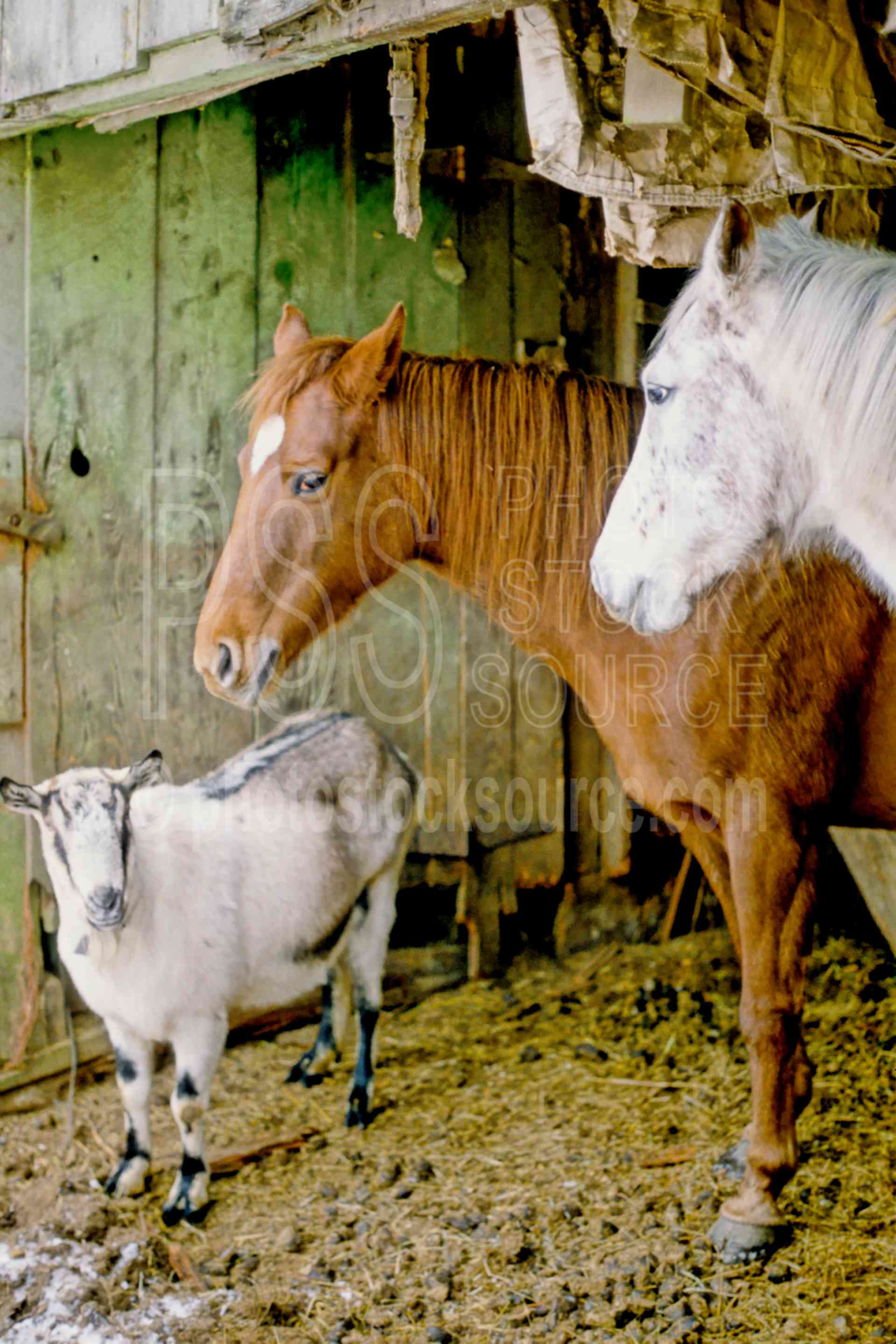 Goat and Horses,usas,animals,farms