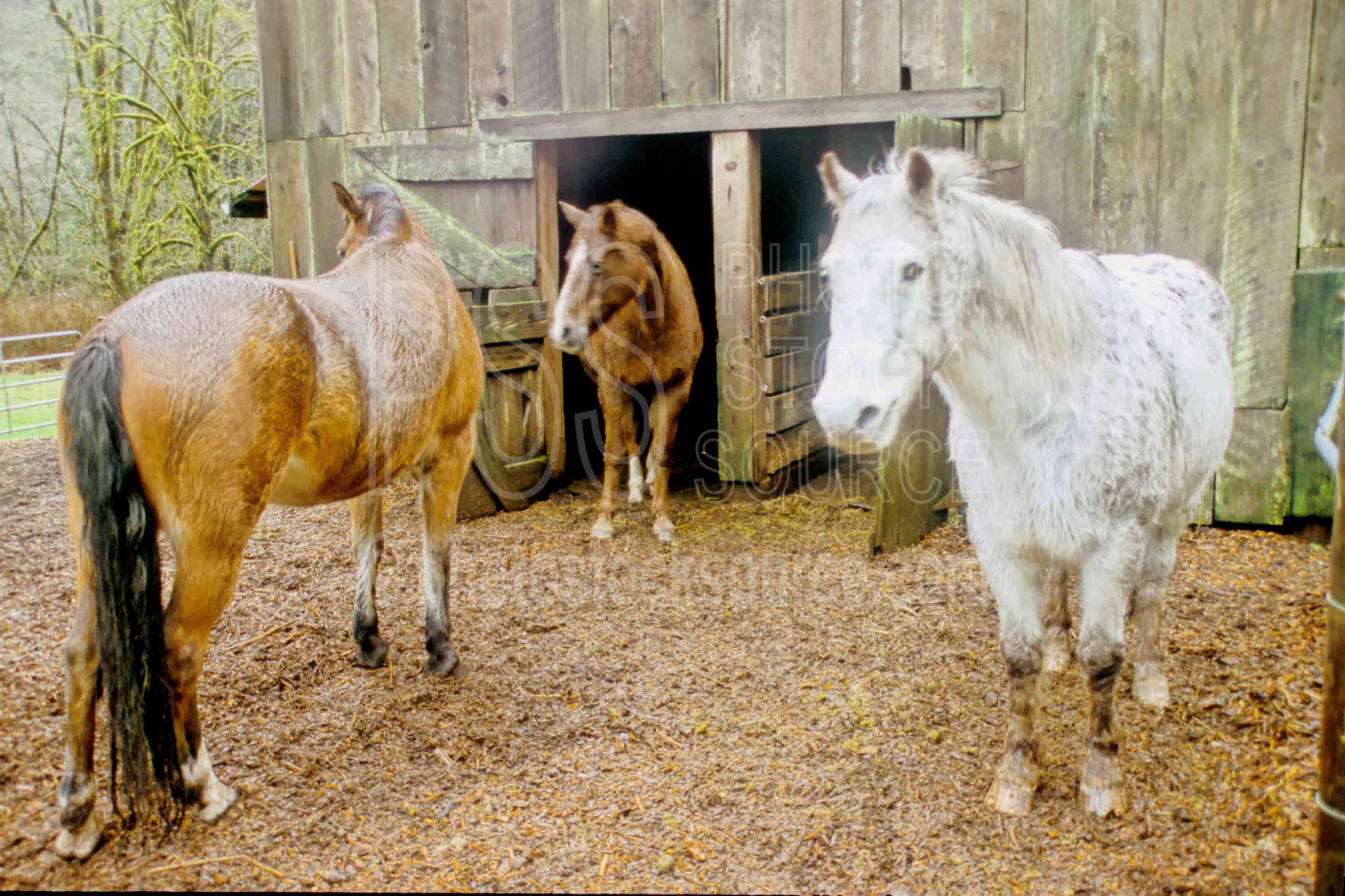 Horses at the Barn,horse,horses,barn,animals,barns,farms