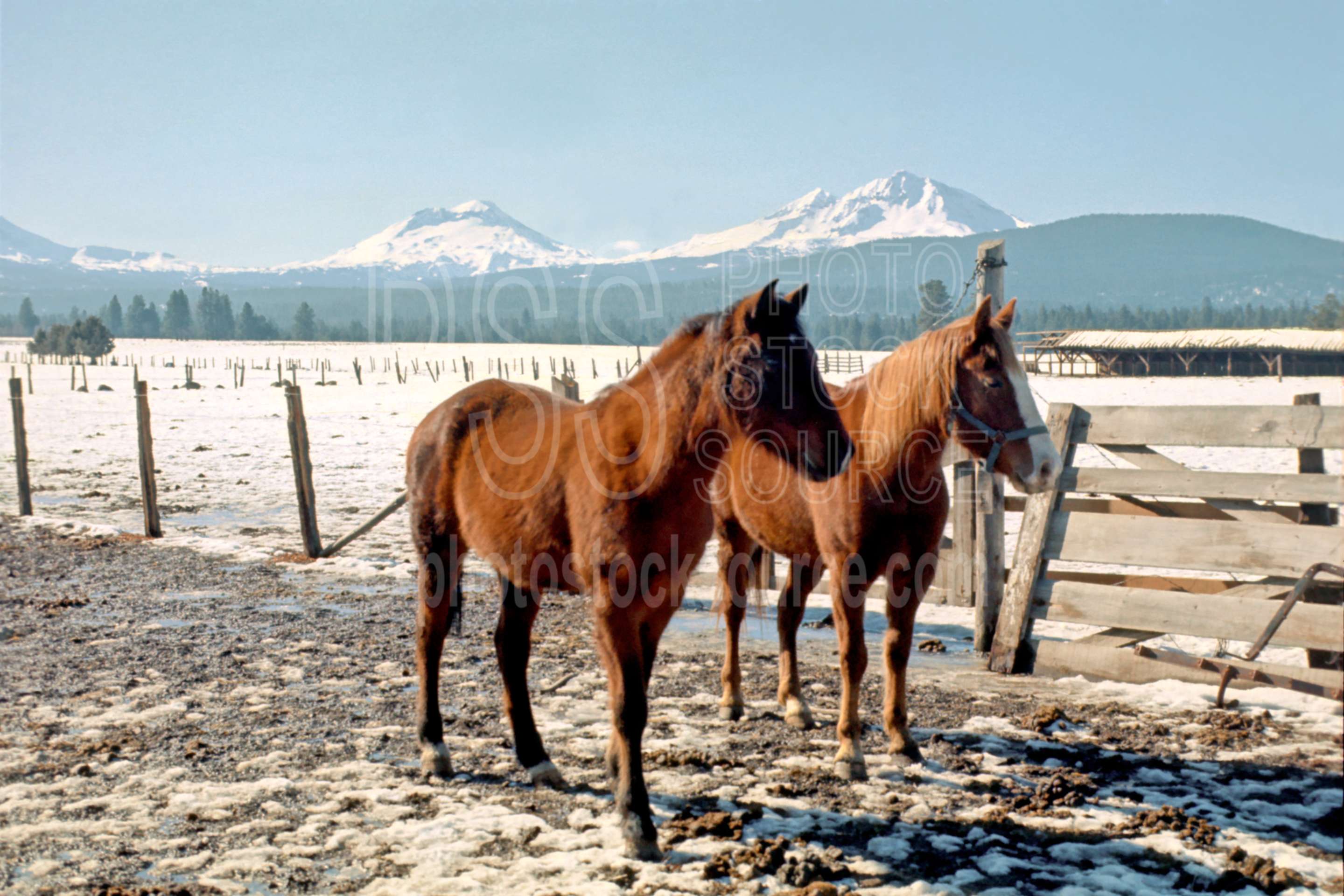 Three Sisters,animal,horse,ranch,snow,winter,season,usas,animals,farms,mountains