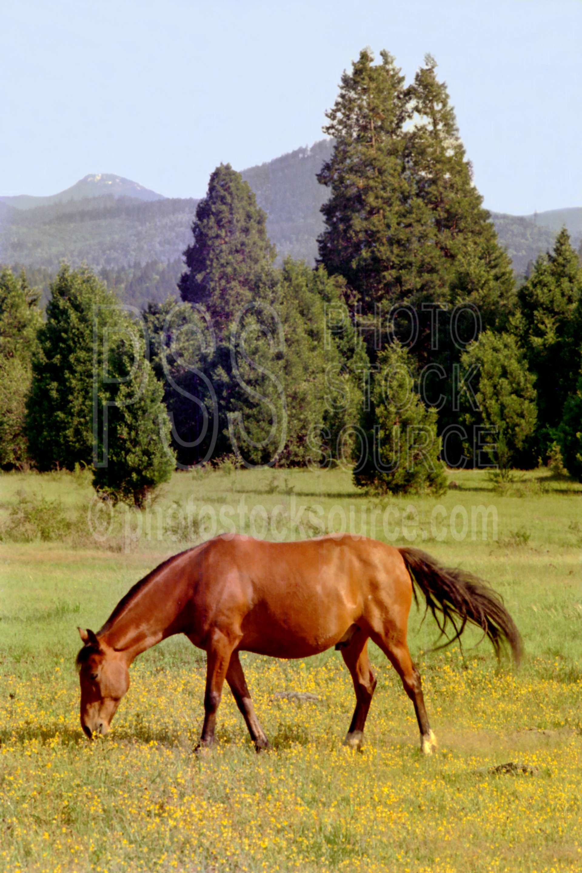 Horse and Cedars,cedar,flower,horse,wildflower,plant,usas,animals,farms,plants