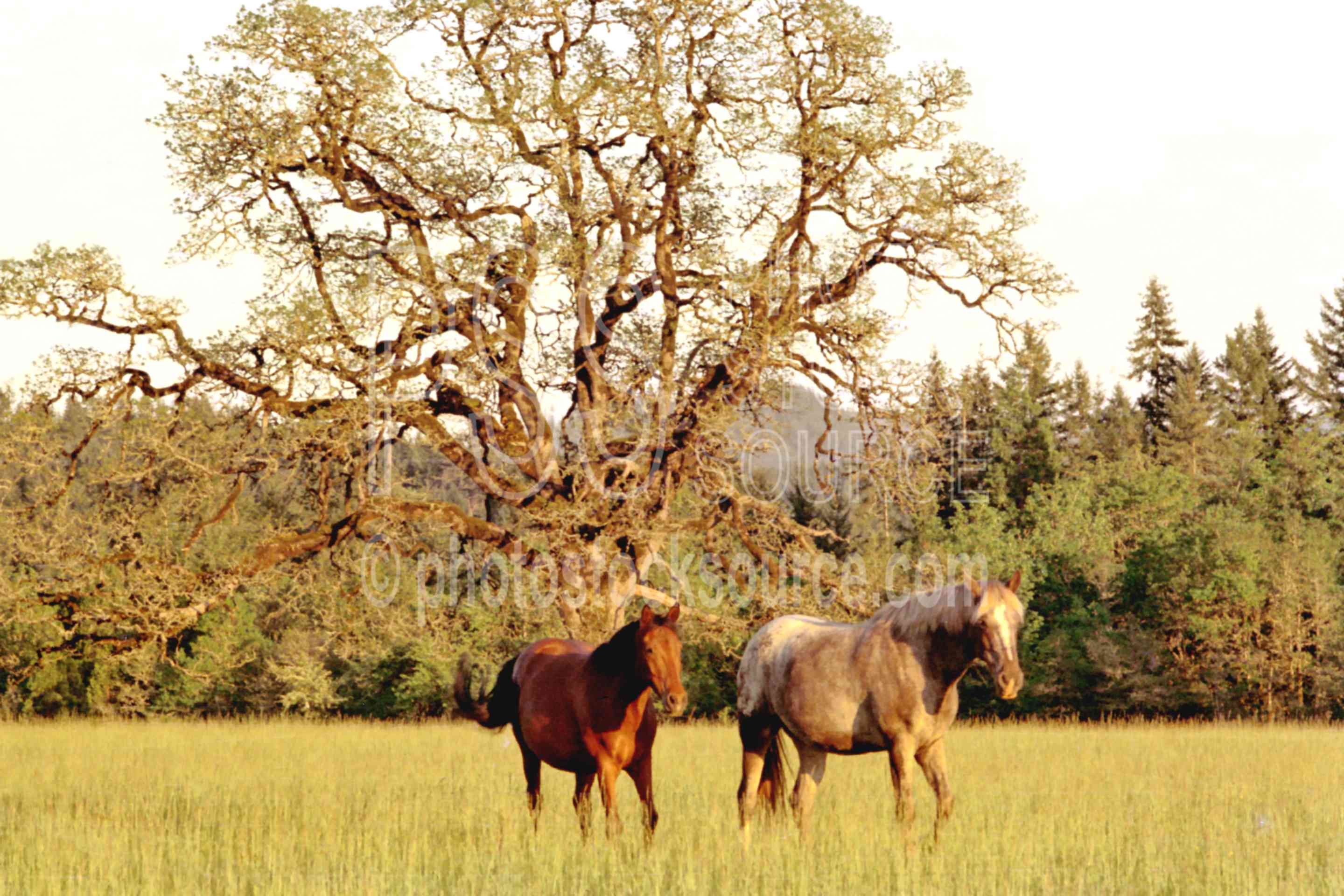 Horses and Oak,cedar,flower,horse,oaks,tree,wildflower,plant,usas,animals,farms,plants