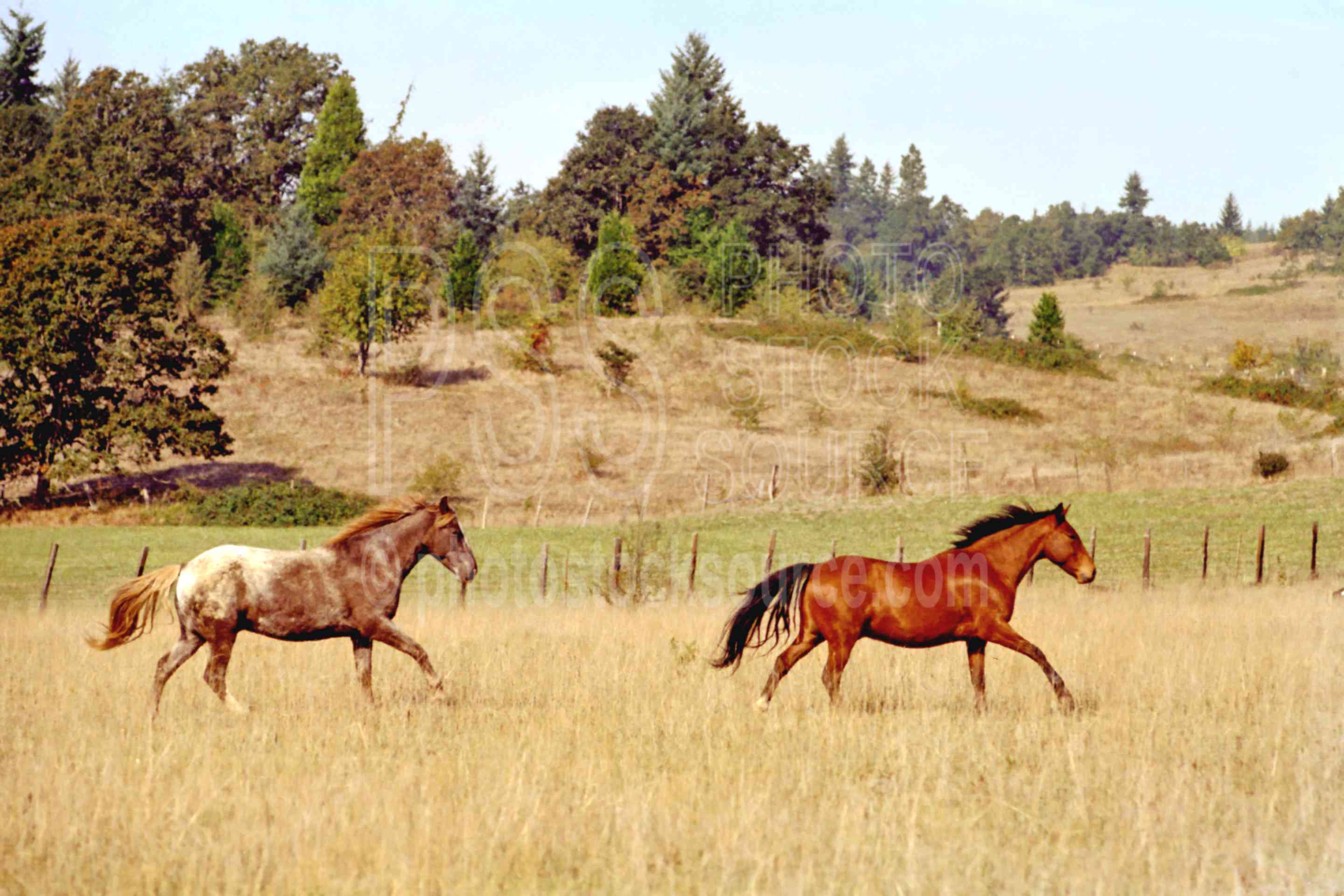 Two Horses Running,animal,field,horse,horses running,usas,animals,farms