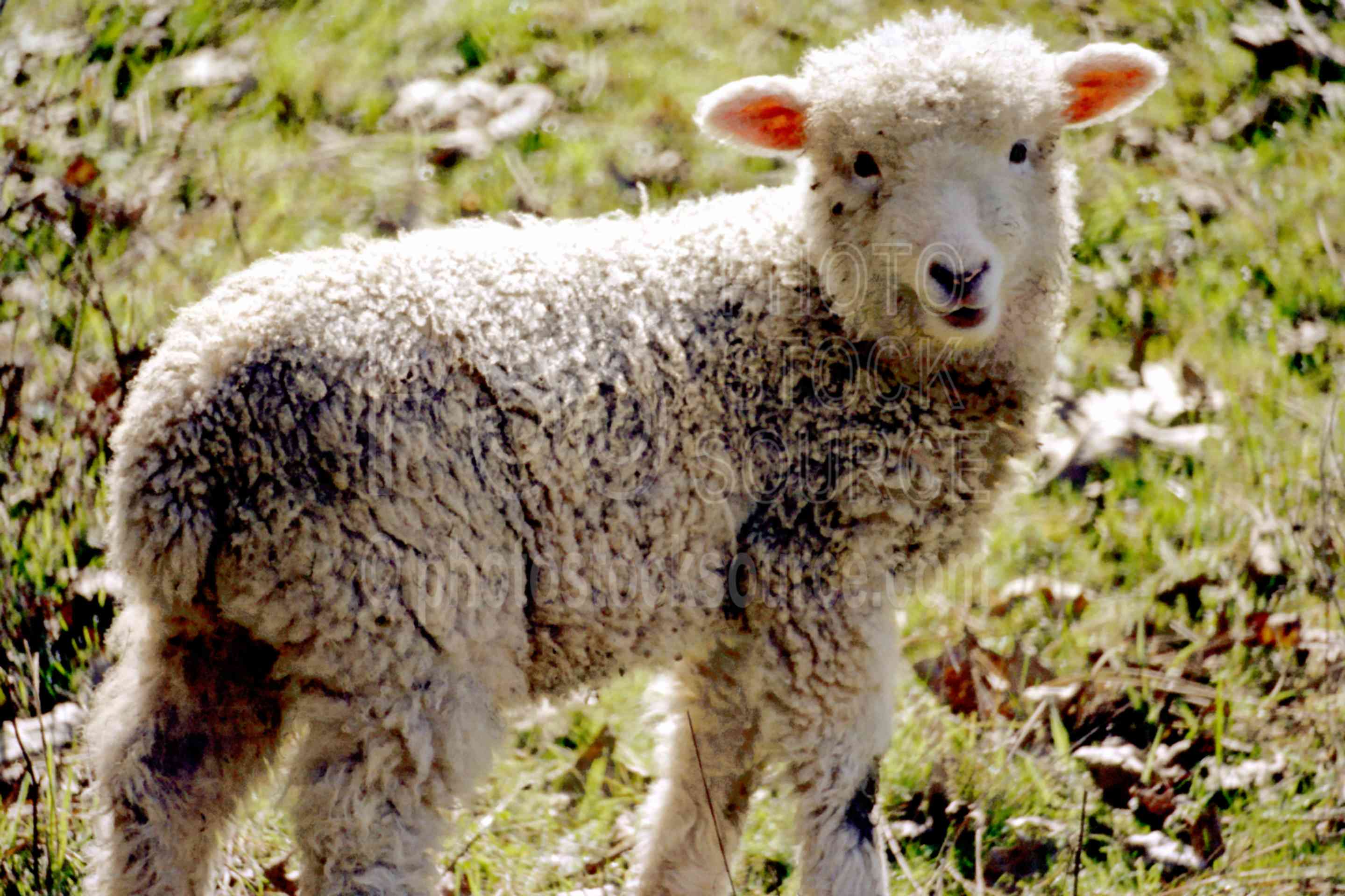 Lamb,animal,morning,sheep,usas,animals,farms