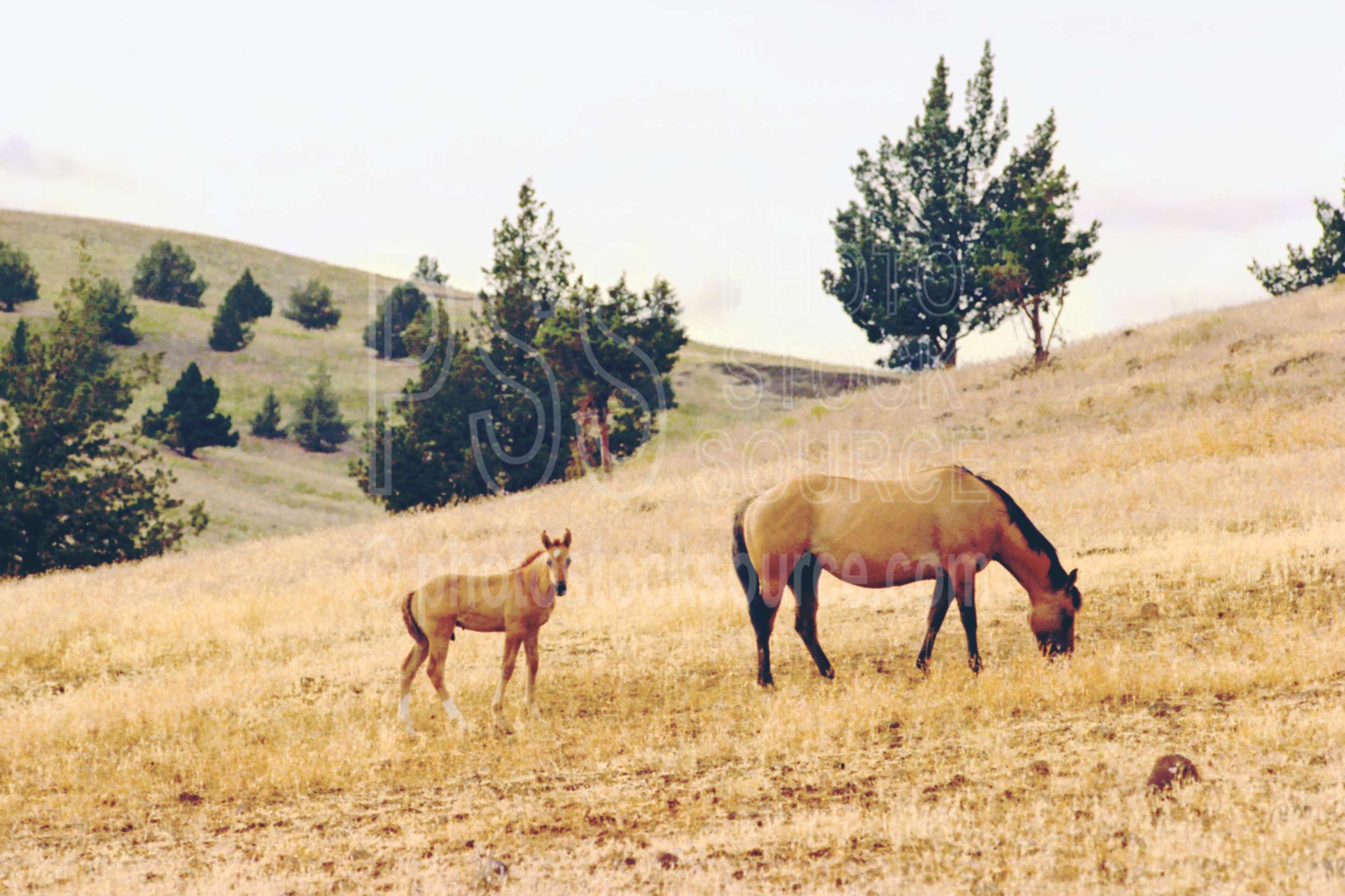 Horse and Colt,colt,horse,mare,usas,animals,farms