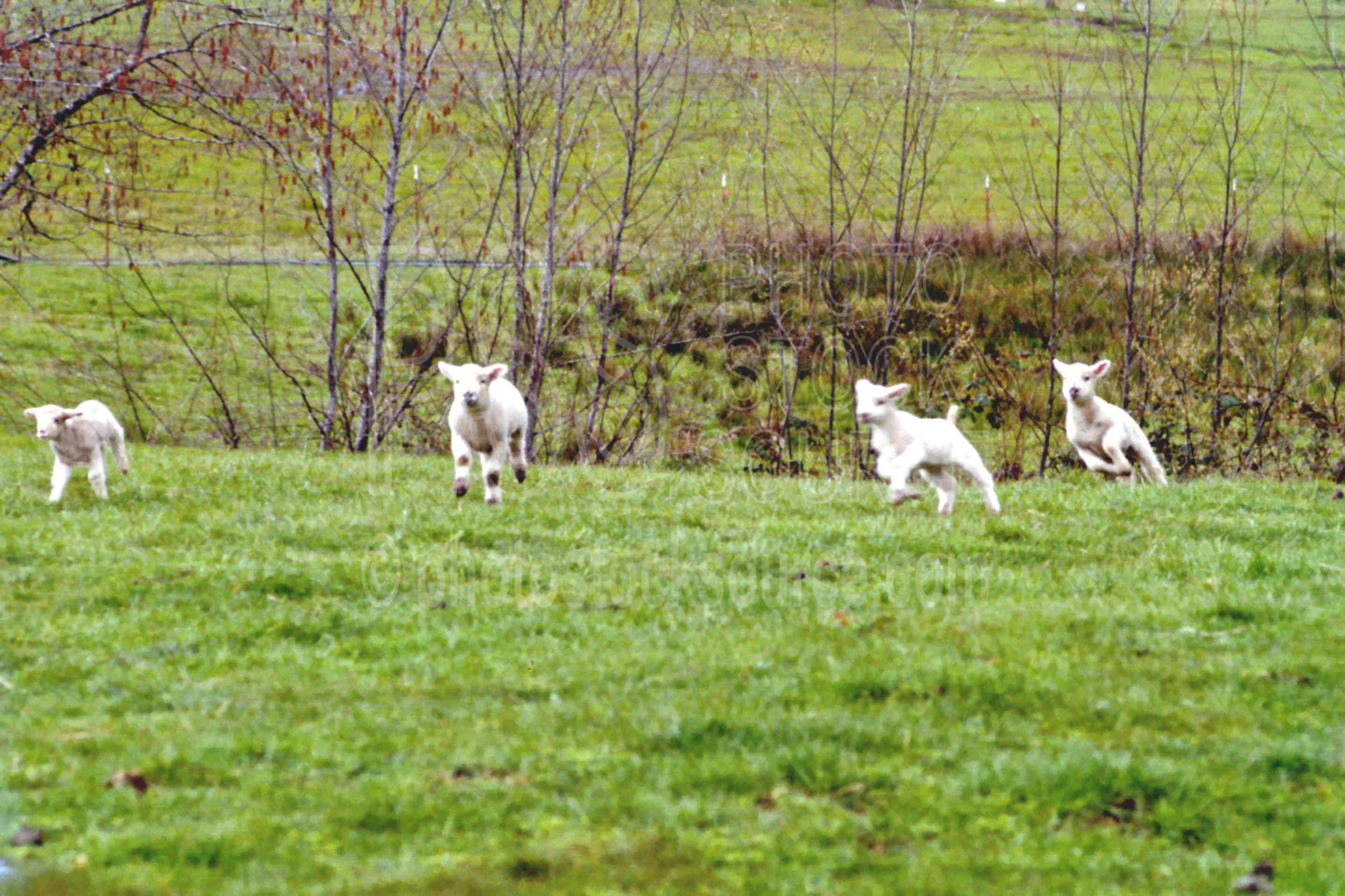 Lambs Running,animal,ewes,lamb,running,sheep,usas,animals,farms