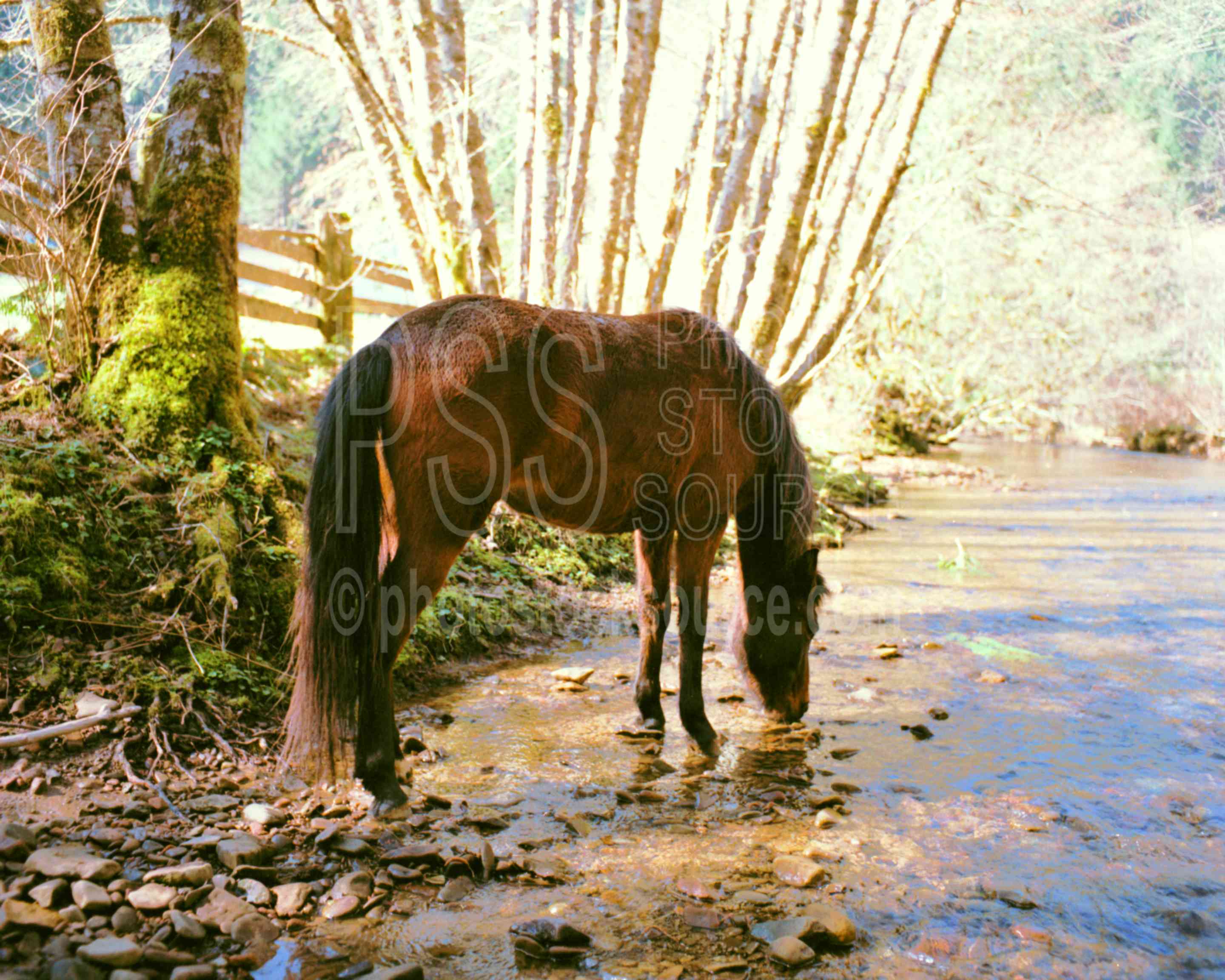 Drinking Horse,chickahominy creek,creek,drinking,horse,usas,animals,farms
